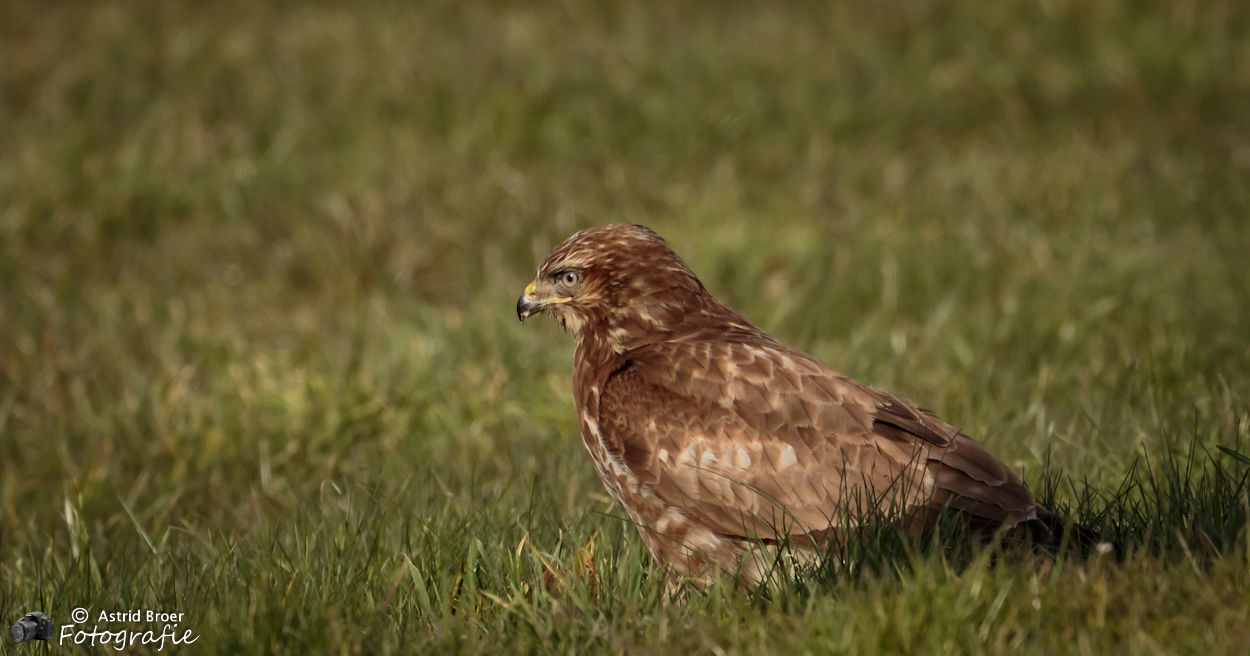 buizerd-11