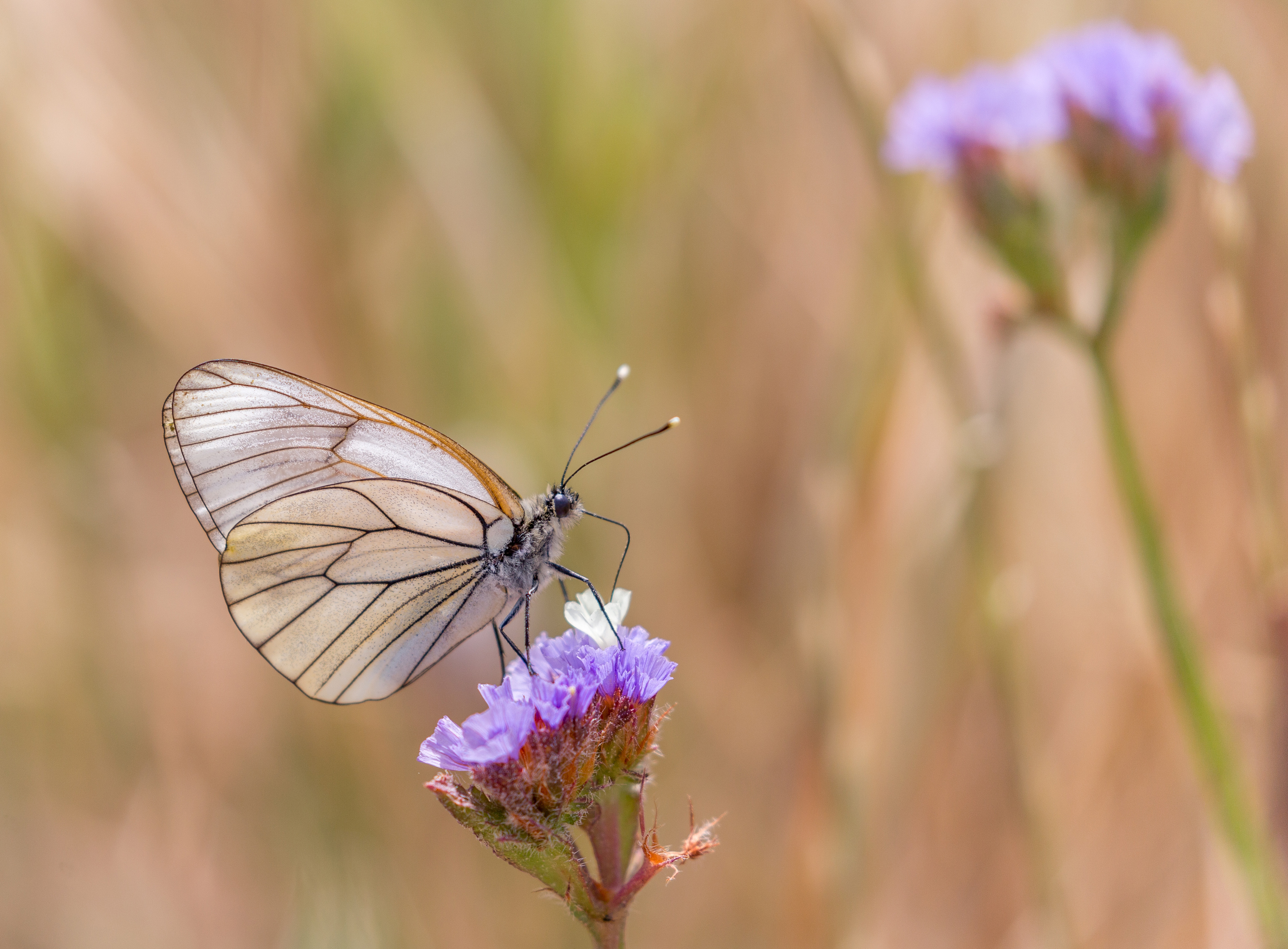 groot-geaderd-witje-1