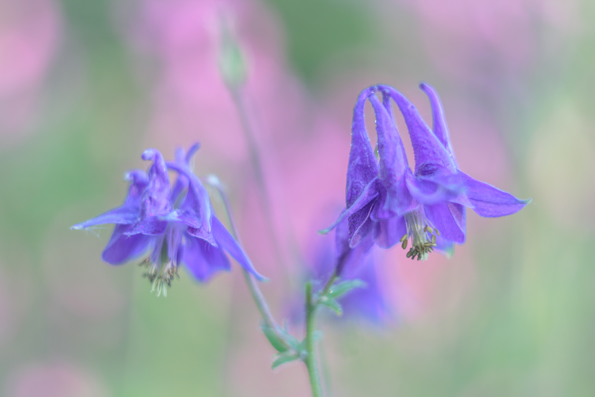 wilde-akelei-met-koekoeksbloemen-erachter