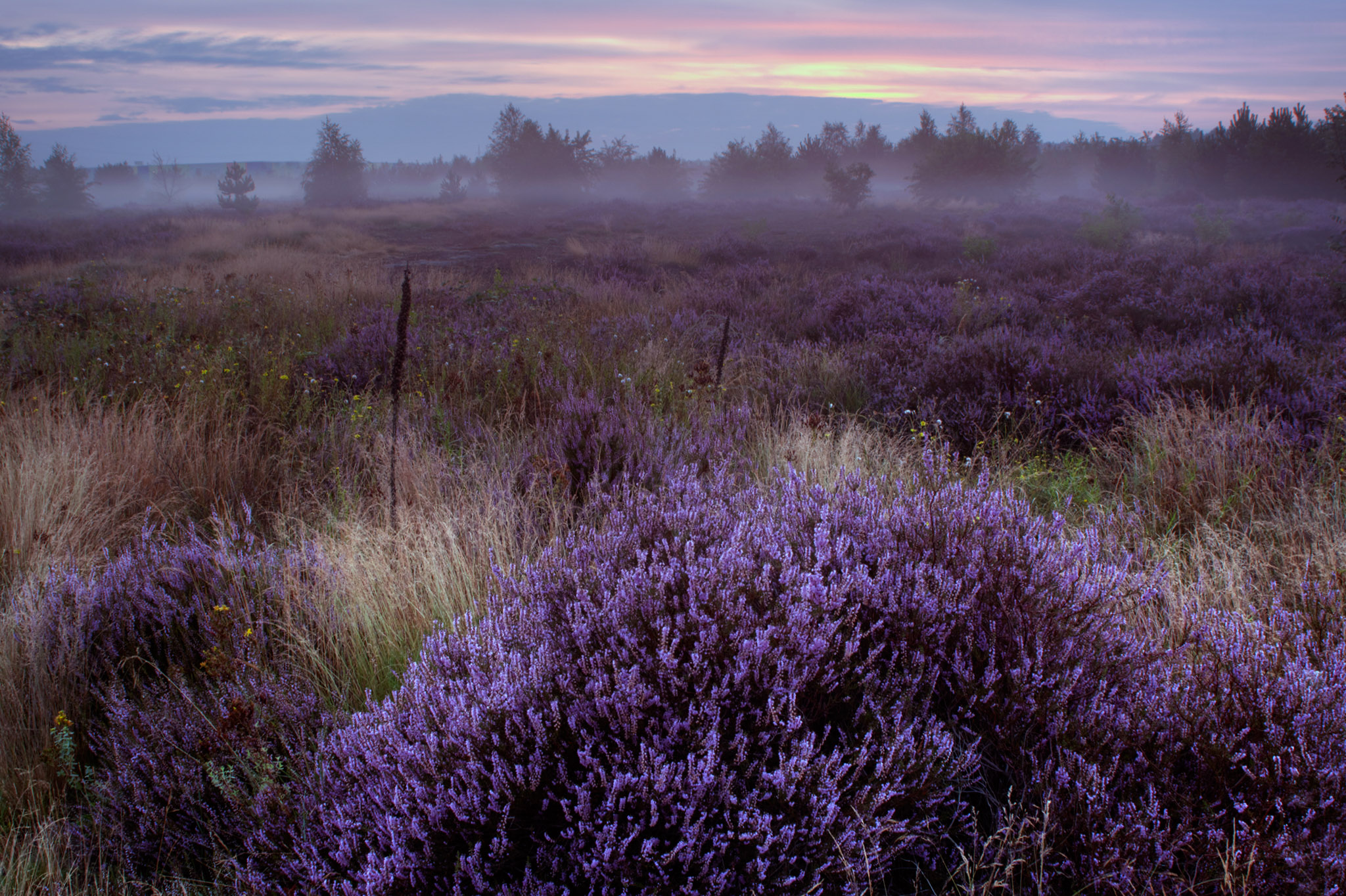 heide-bij-mistige-zonsopgang