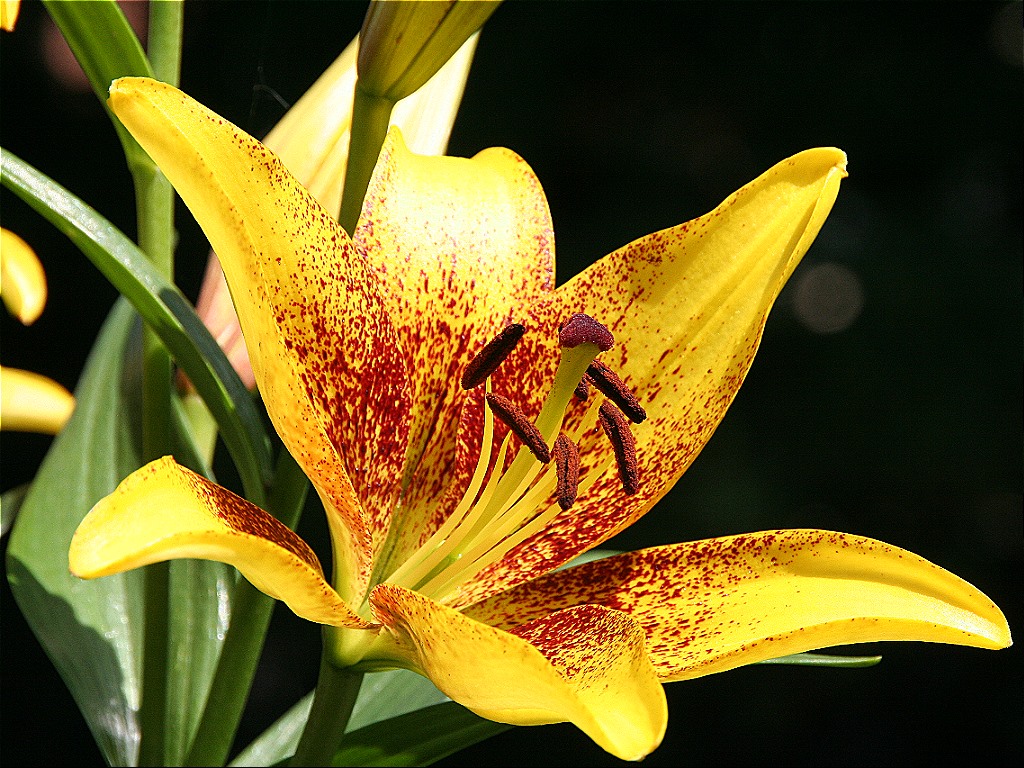 close-up-van-een-bloem