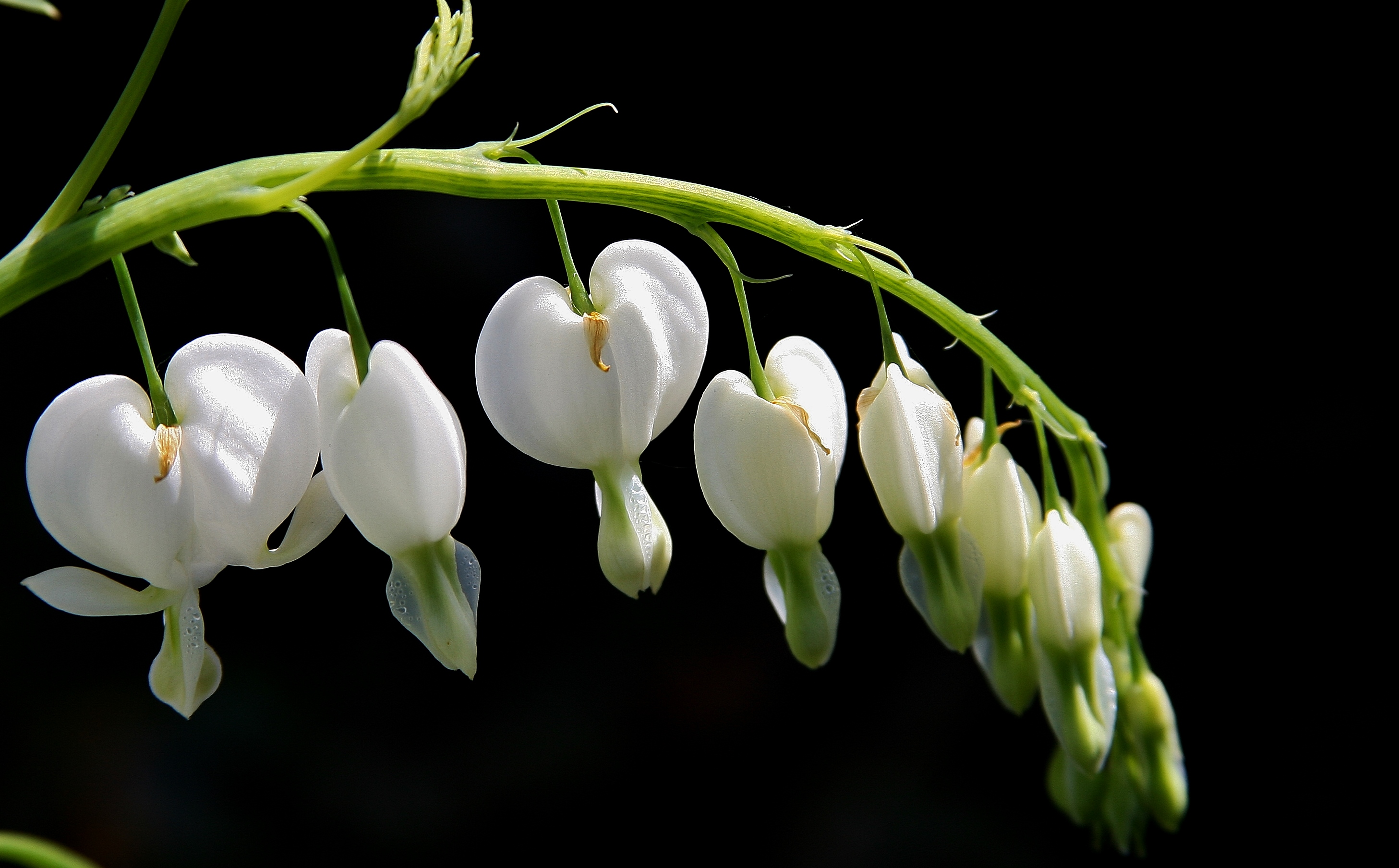 witte-gebroken-hartjes