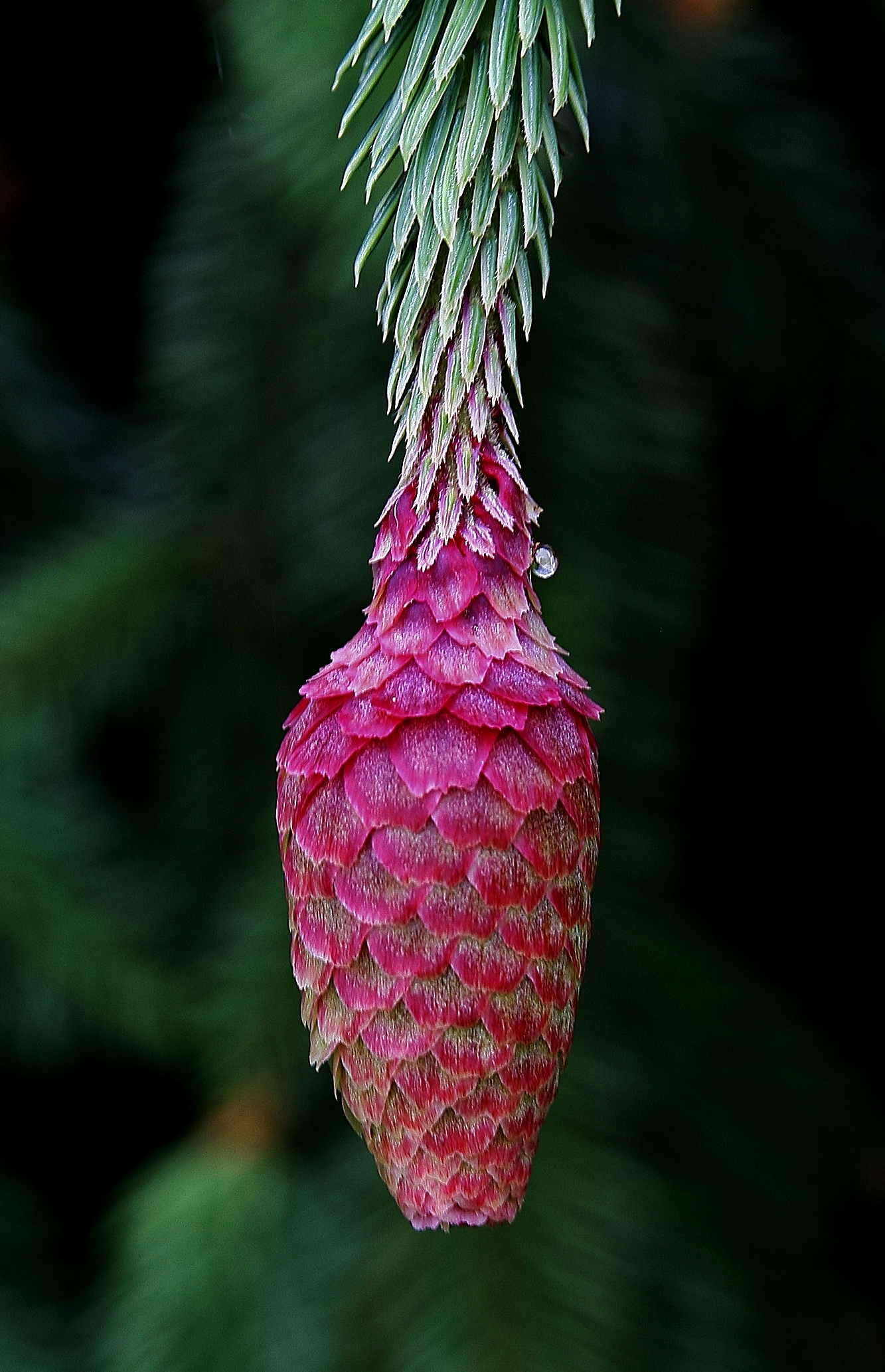 nieuwe-lariks-boom-kegel