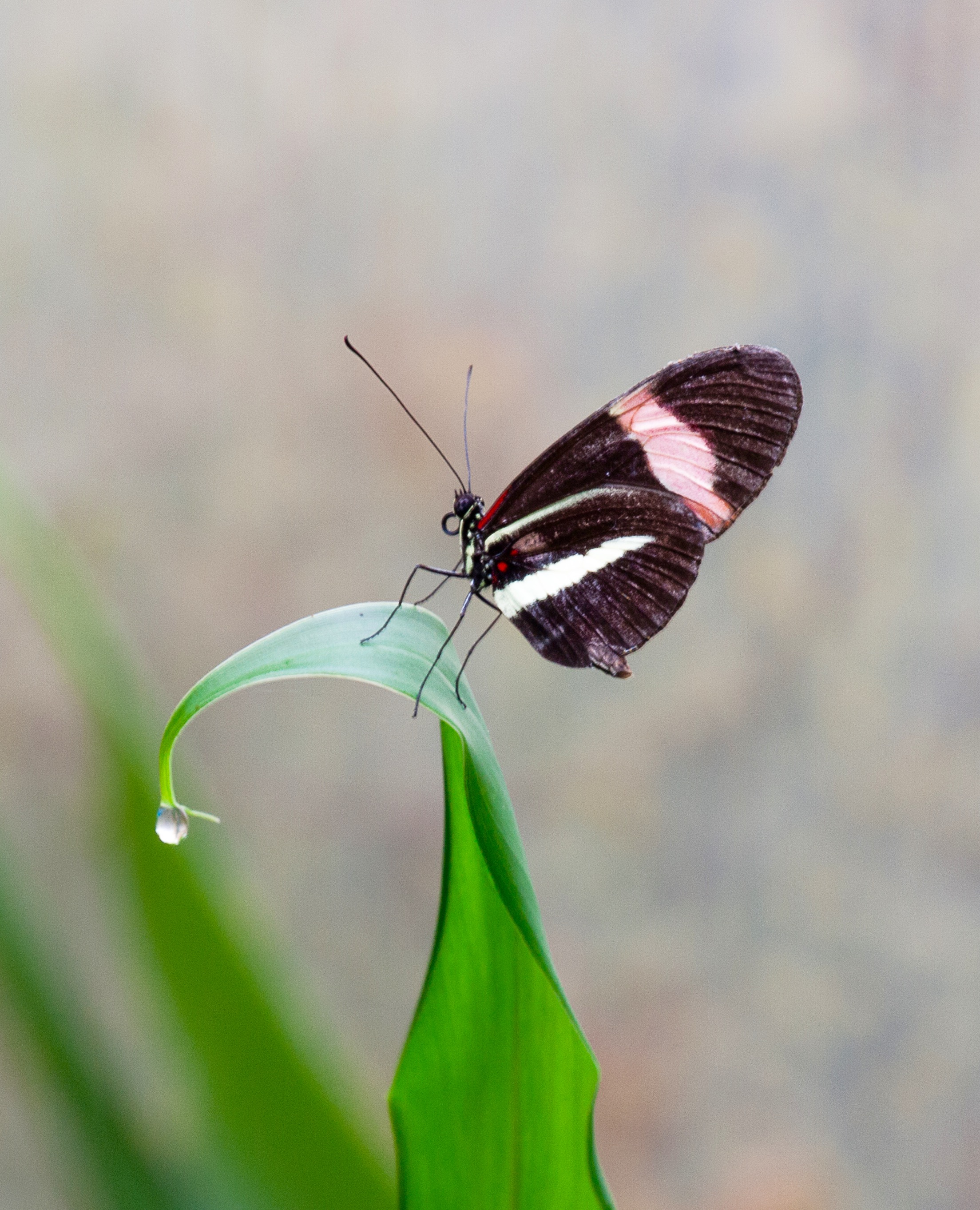 vlinder-op-blad-met-mooie-waterdruppel