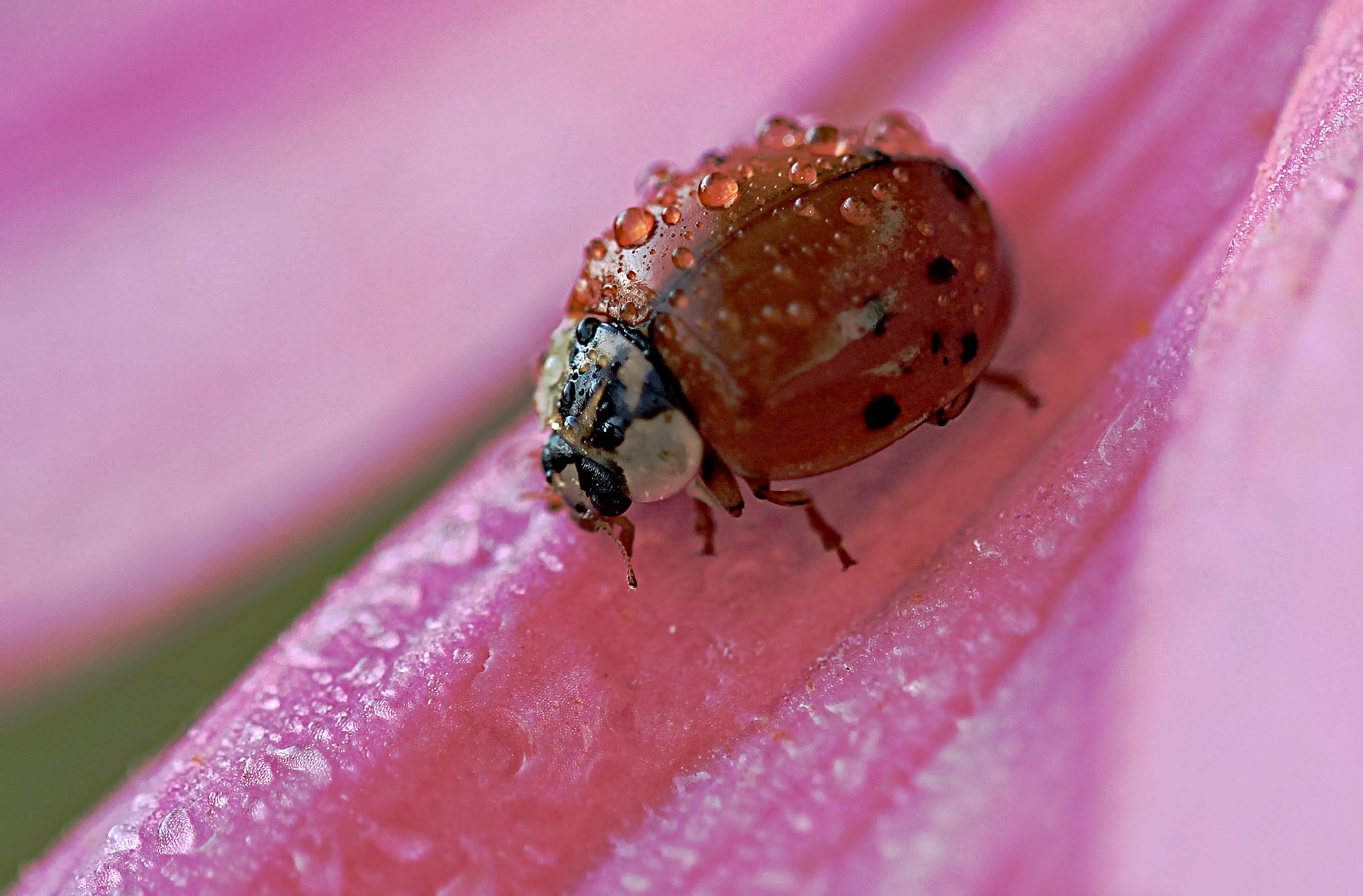 lieveheersbeestje-coccinellidae-in-de-ochtenddauw