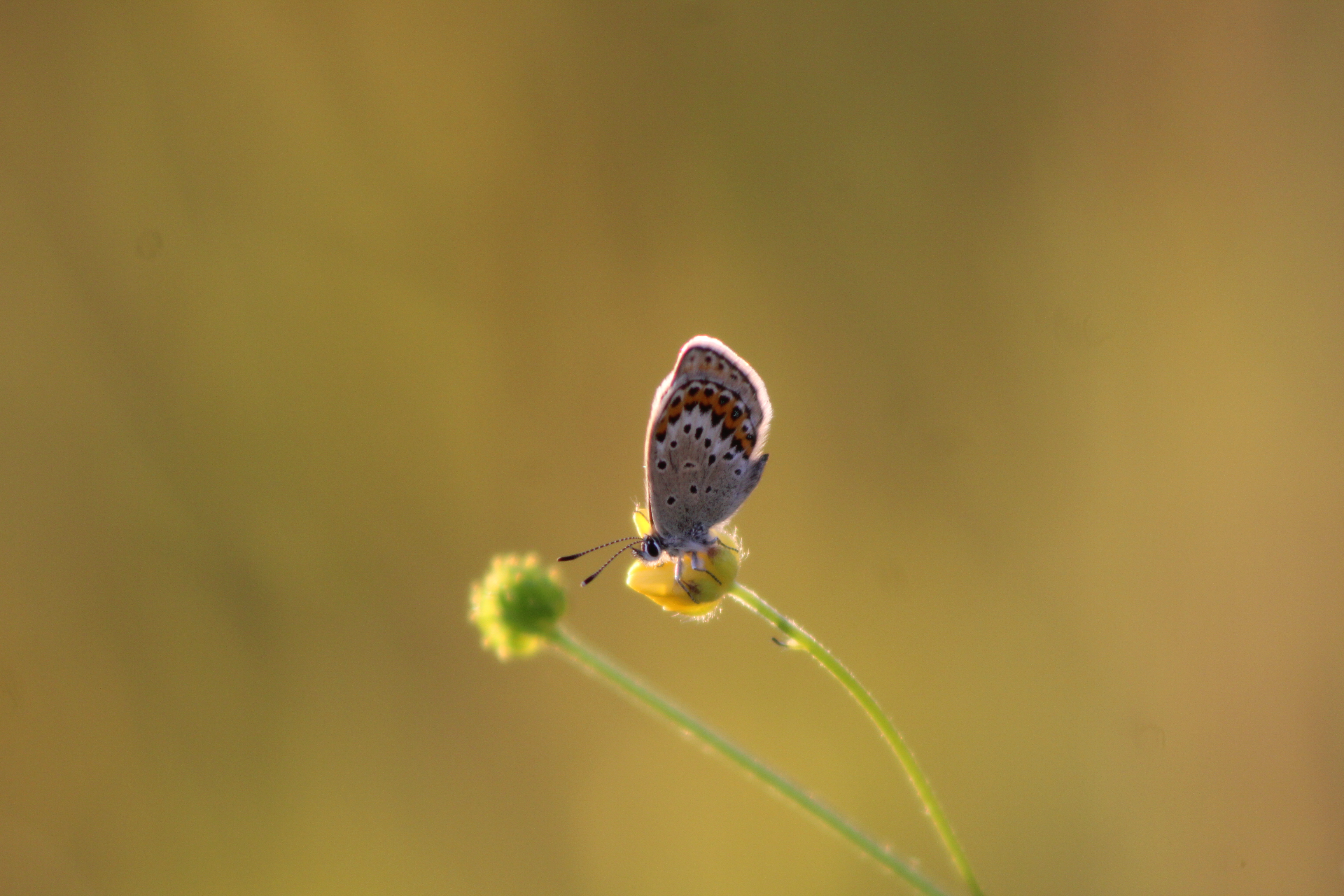 enjoying-the-sundown