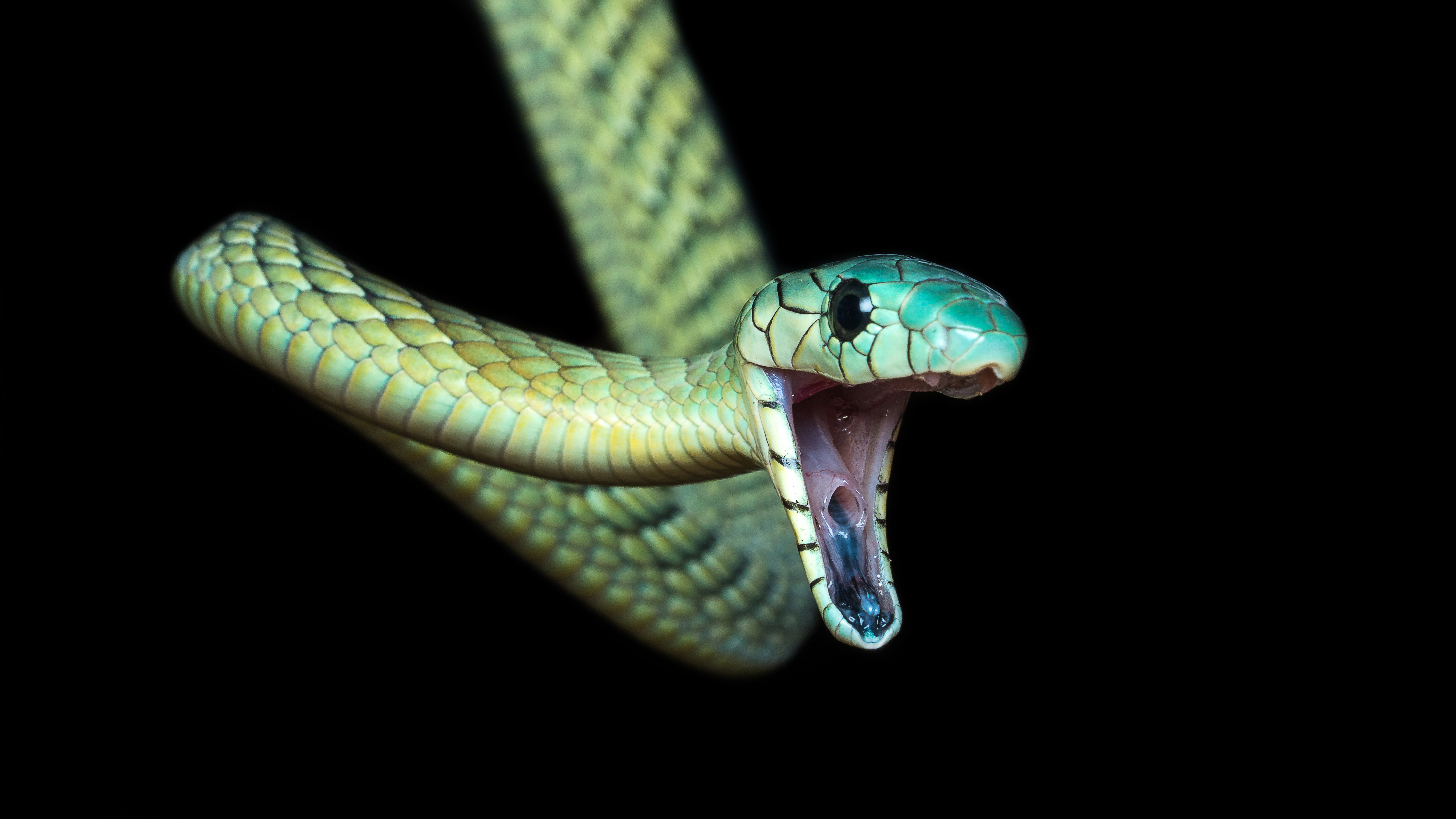 groene-mamba