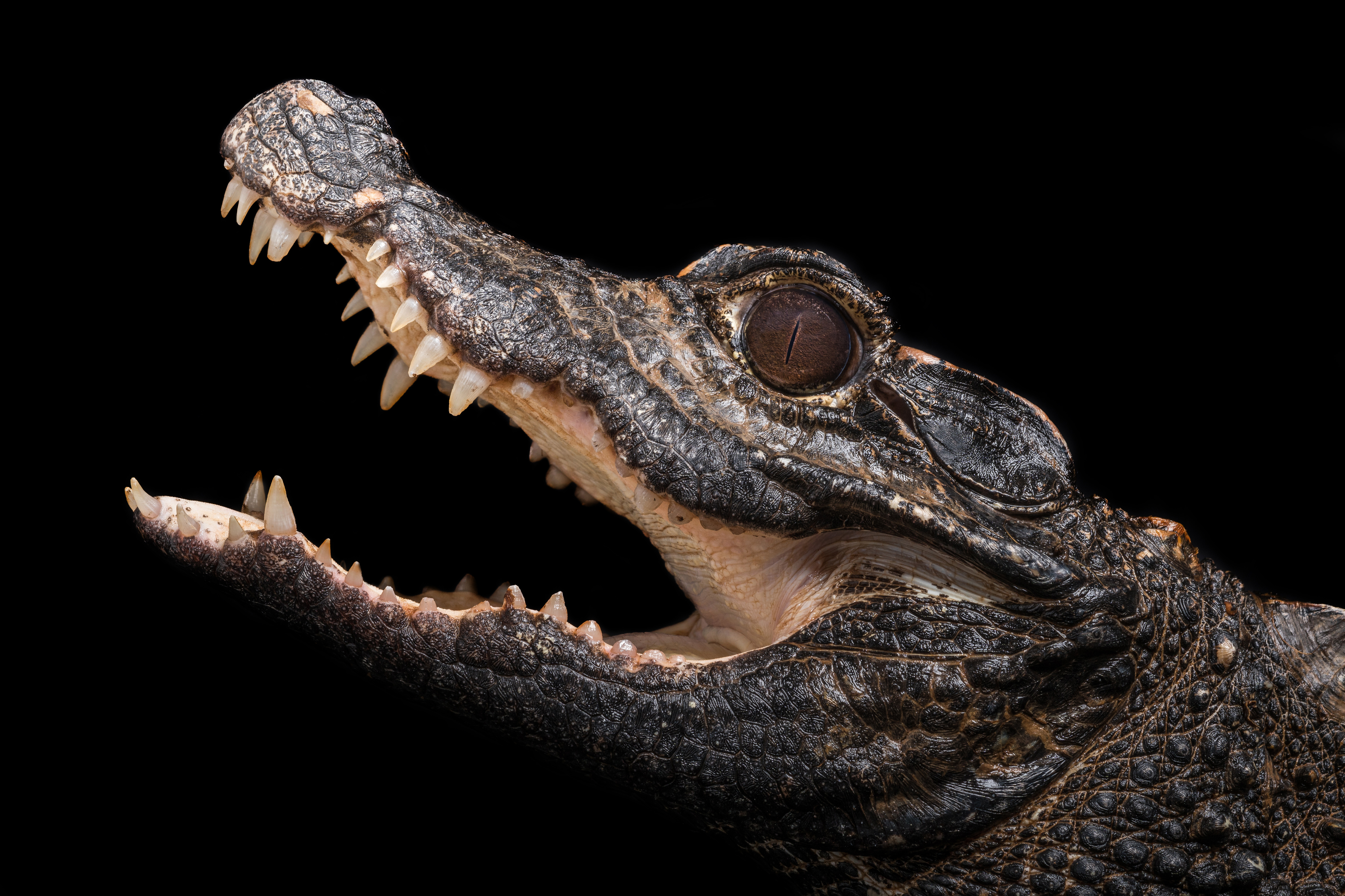 afrikaanse-dwerg-krokodil