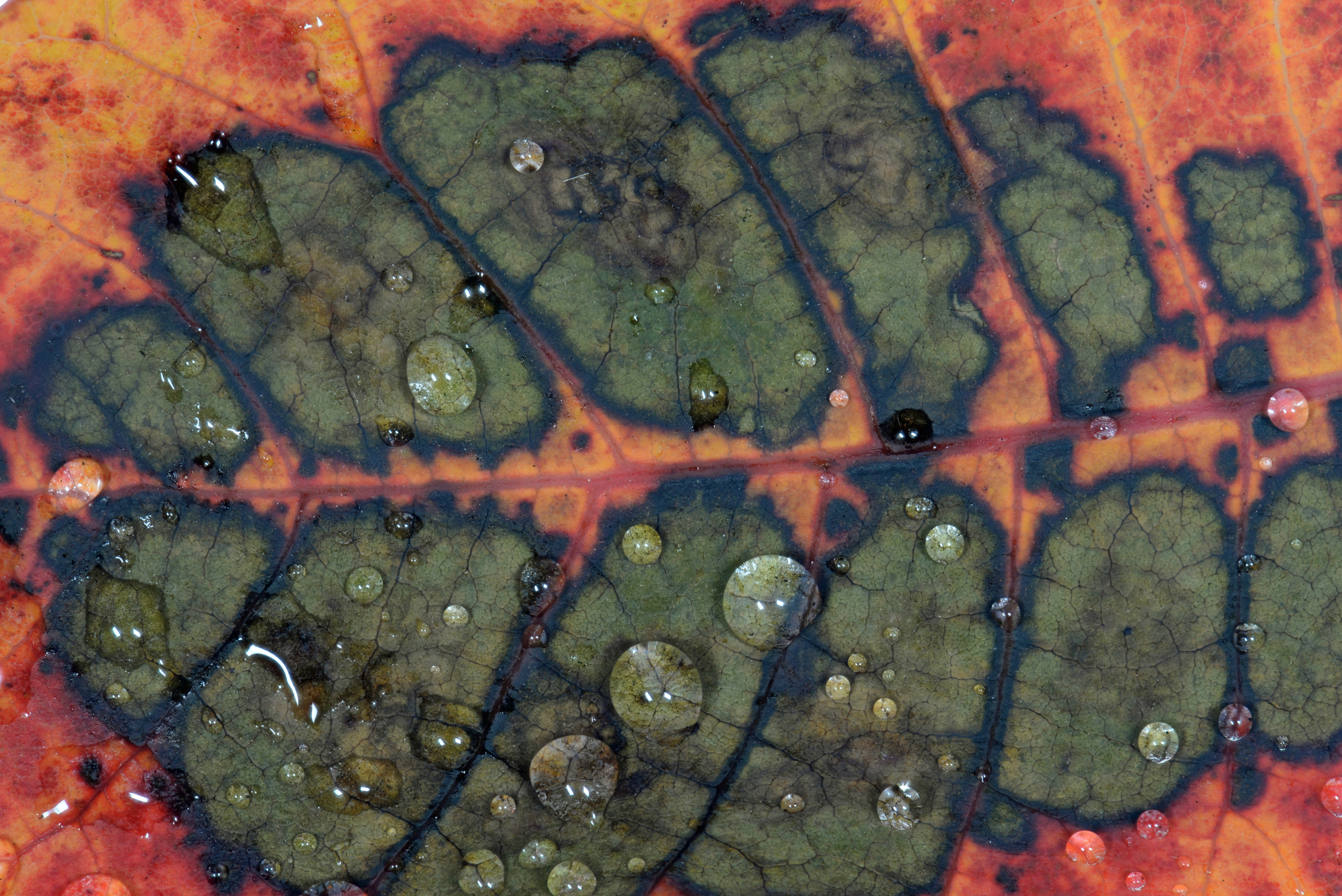 herfstblad-met-druppels