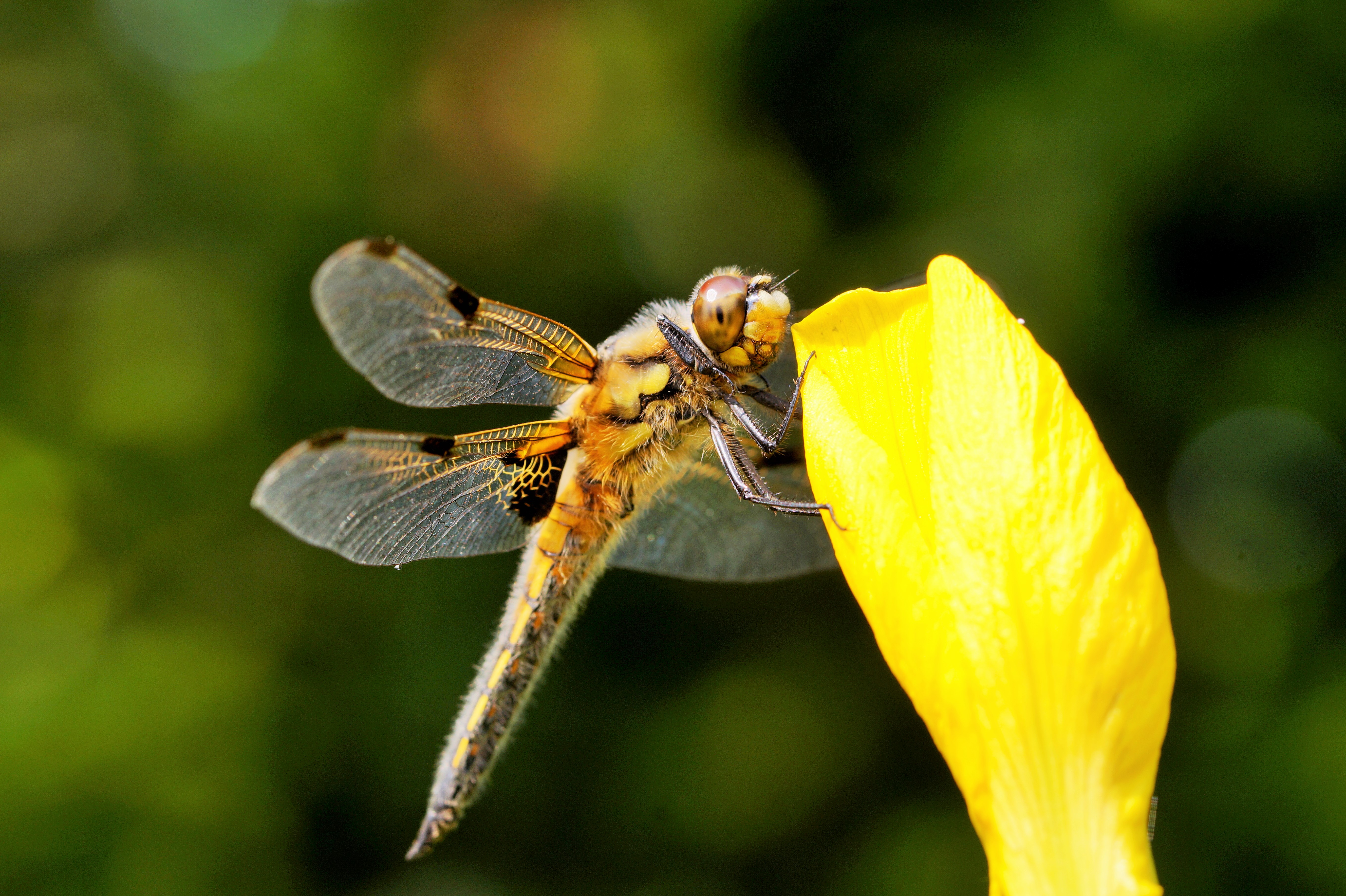 viervlekken-libelle-0