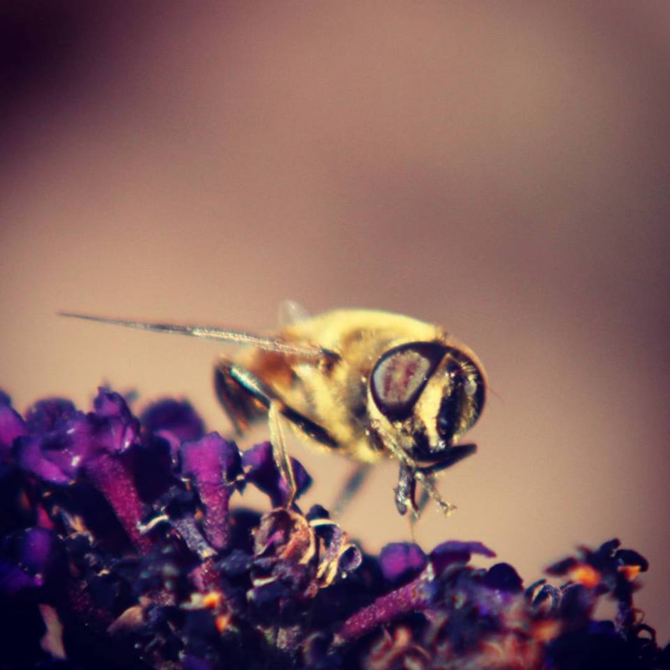 gezelligheid-in-de-tuin