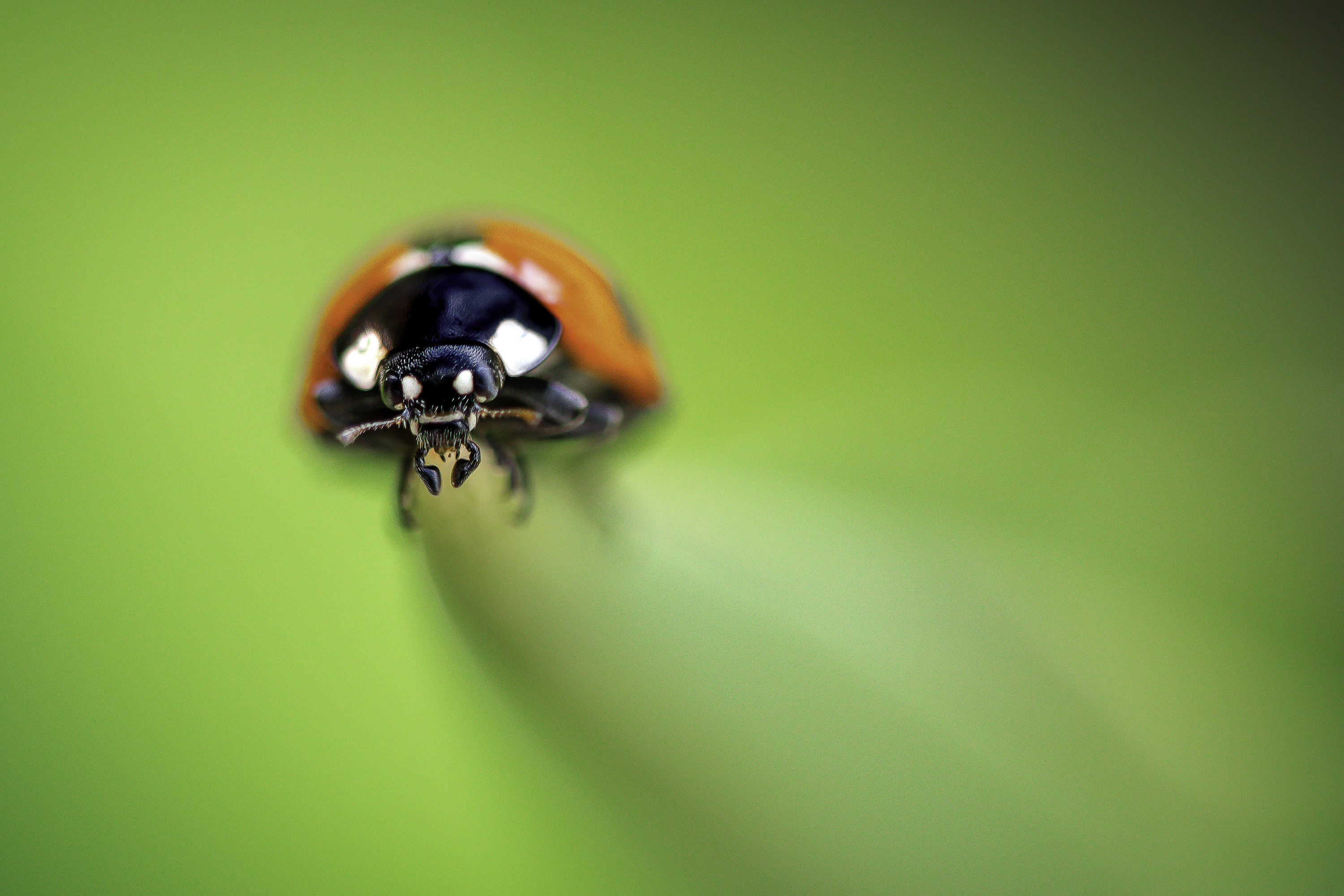 lieveheersbeestje-13