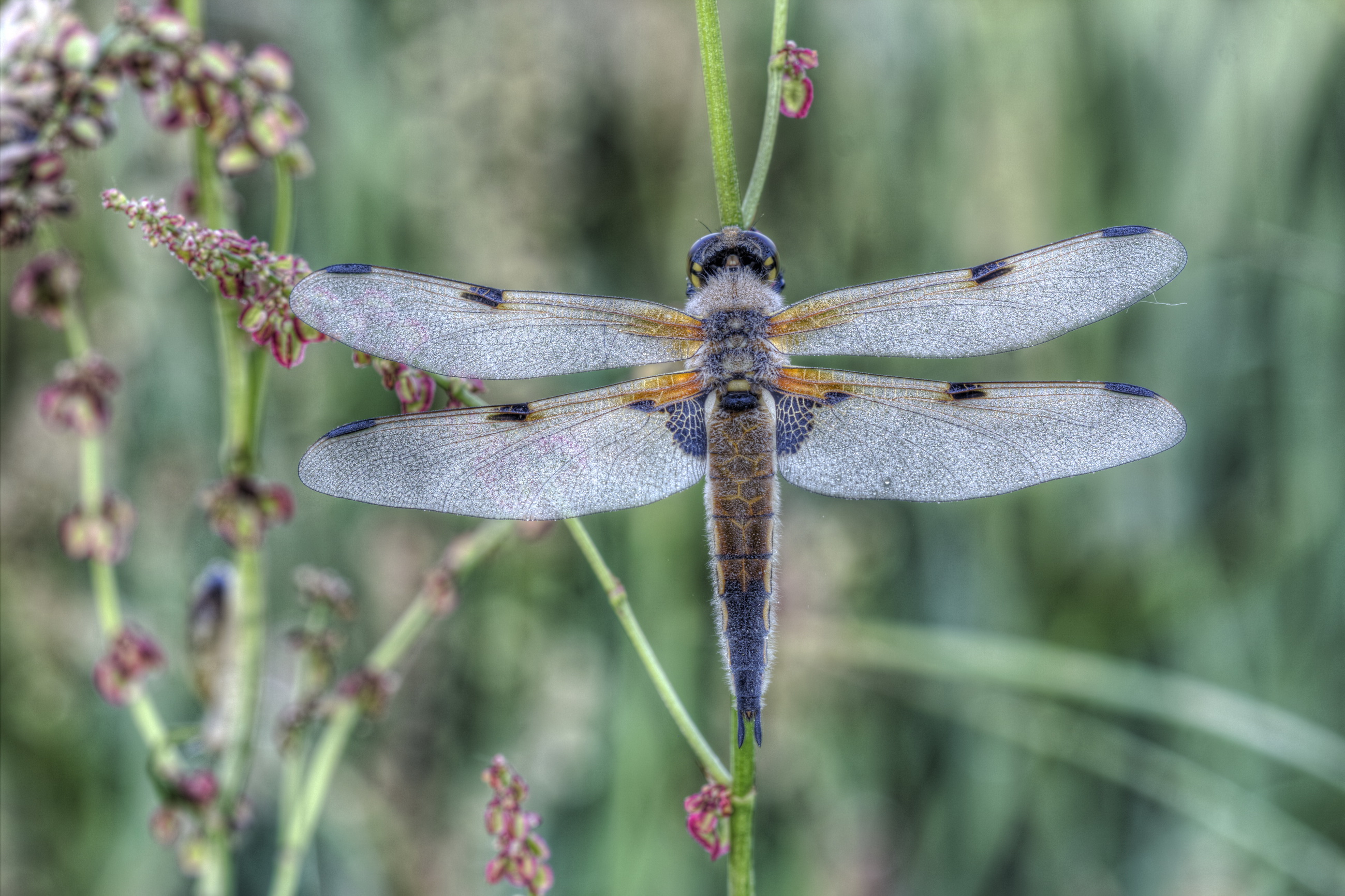 viervleklibel-in-de-ochtenddauw