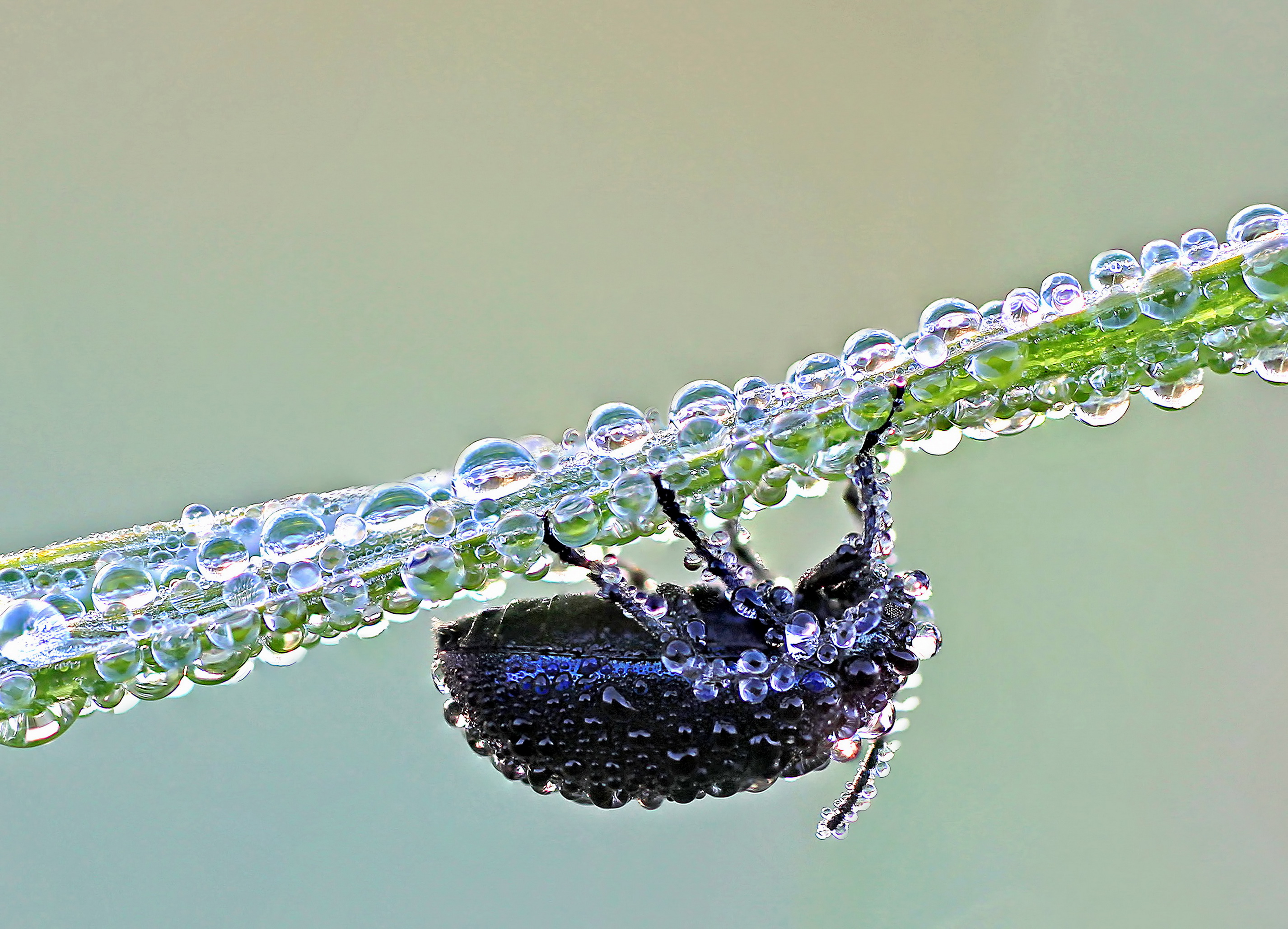 blauwe-muntgoudhaantje-chrysolina-coerulans