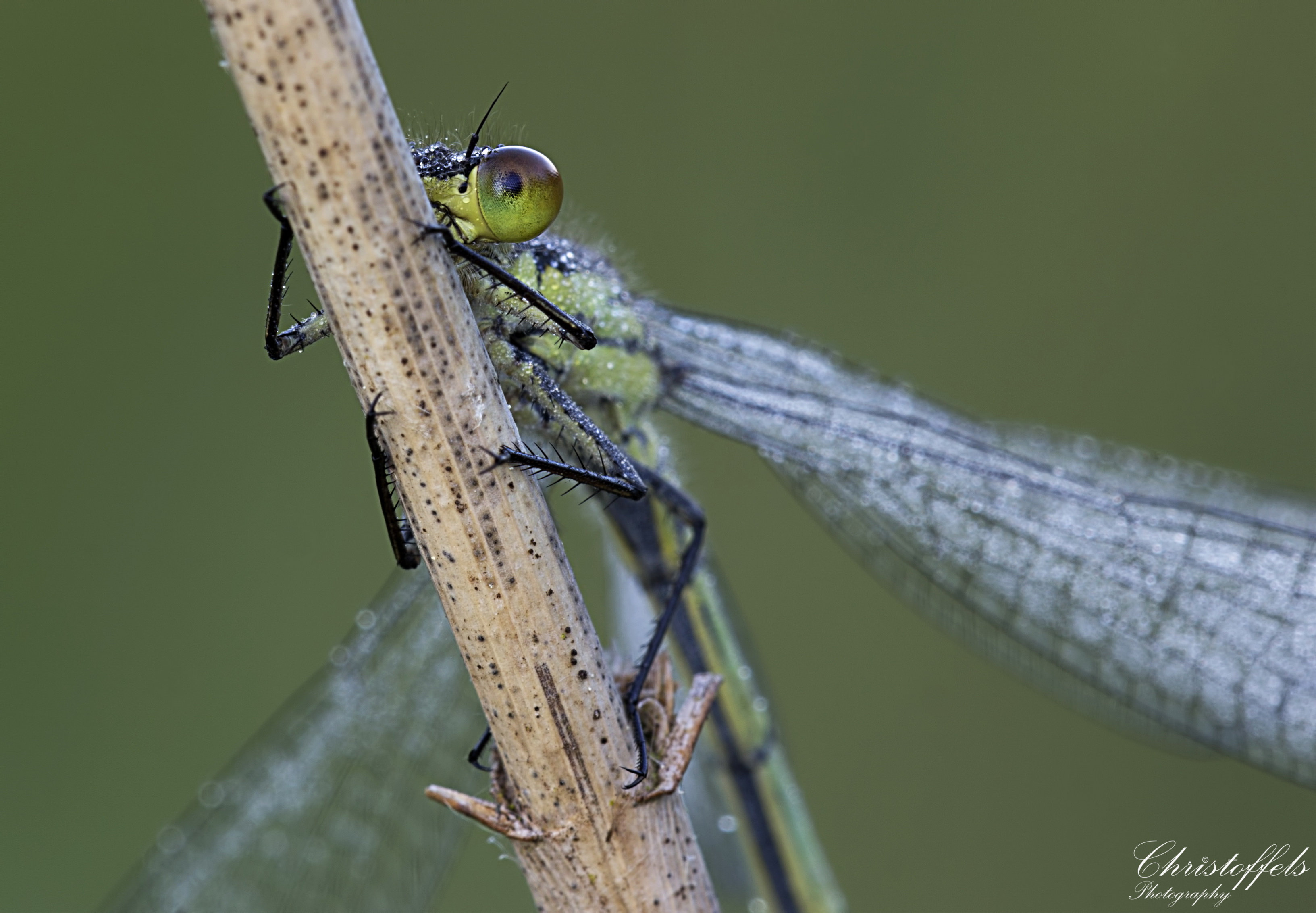 watching-you-watching-me-juffertje-in-de-ochtenddauw