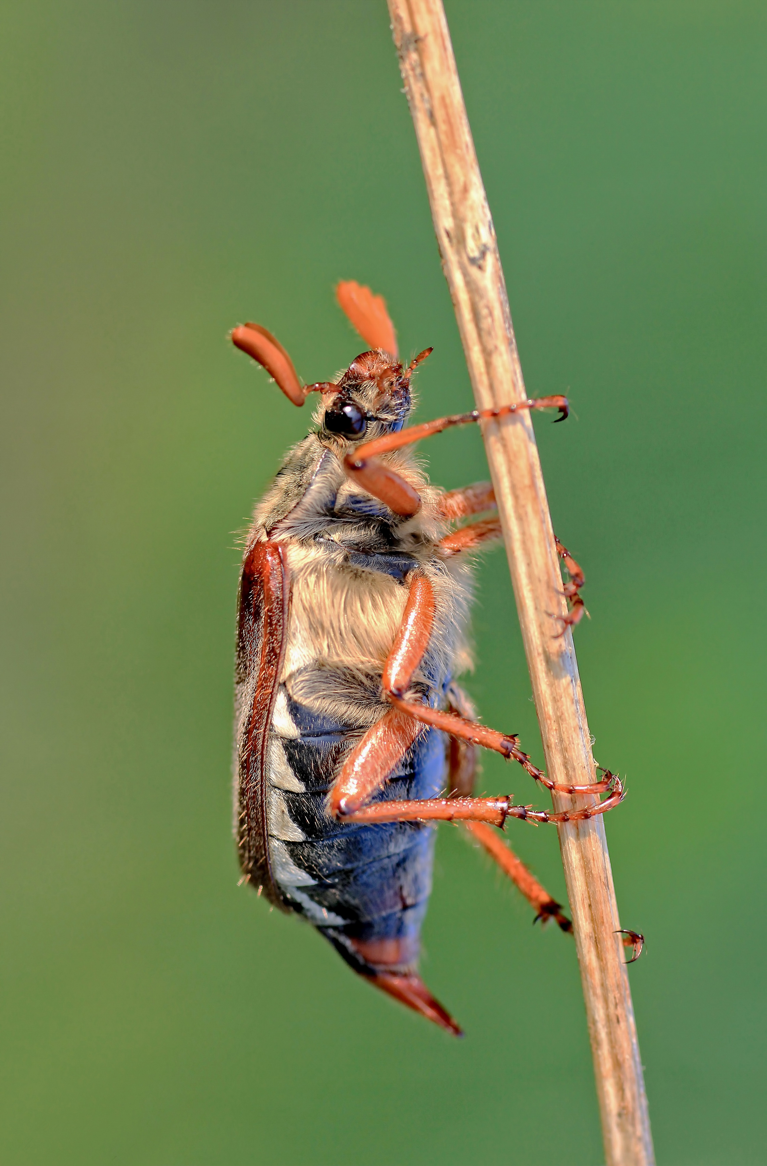 meikever-melolontha-melolontha