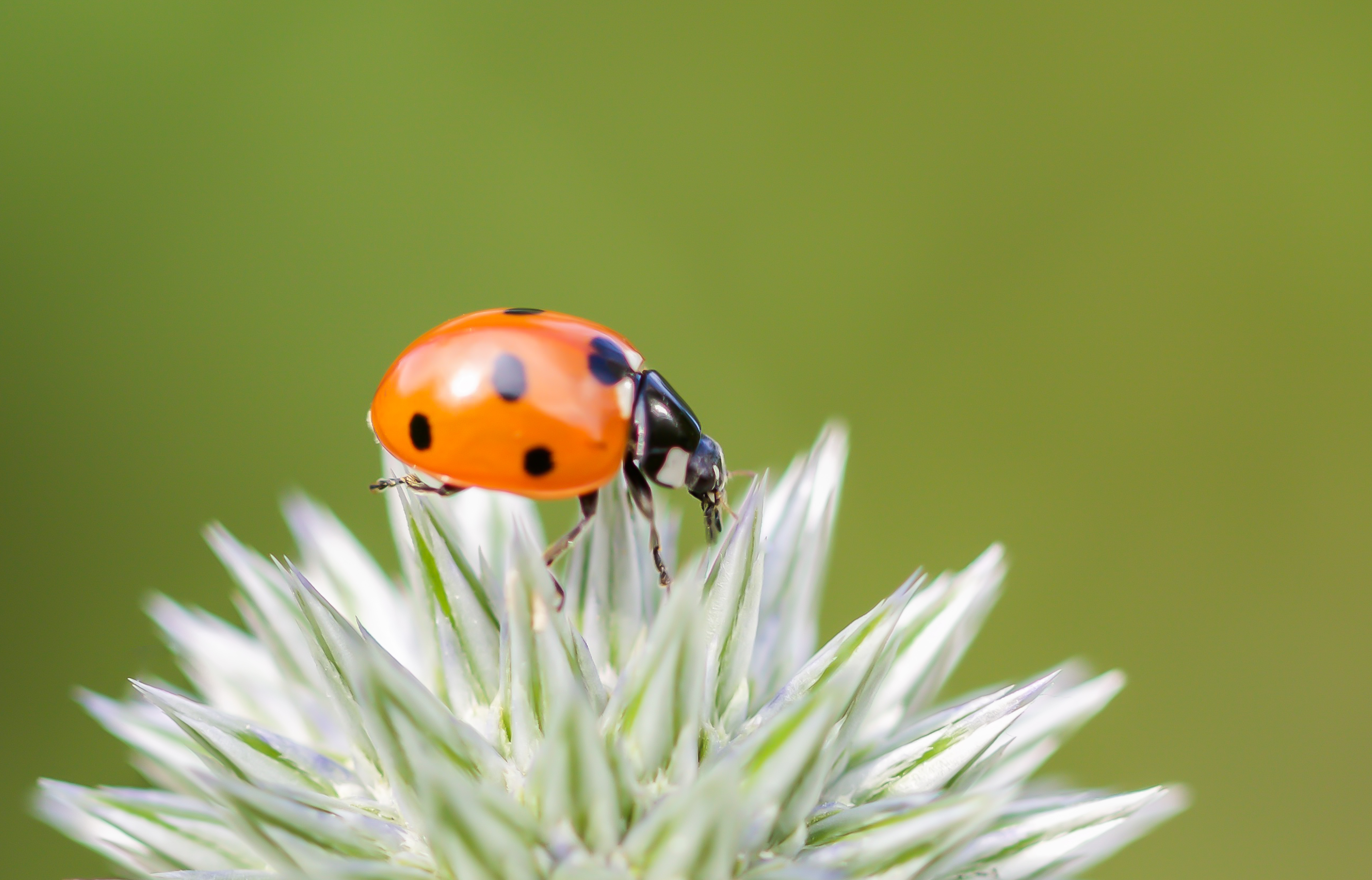 lieveheersbeestje-14