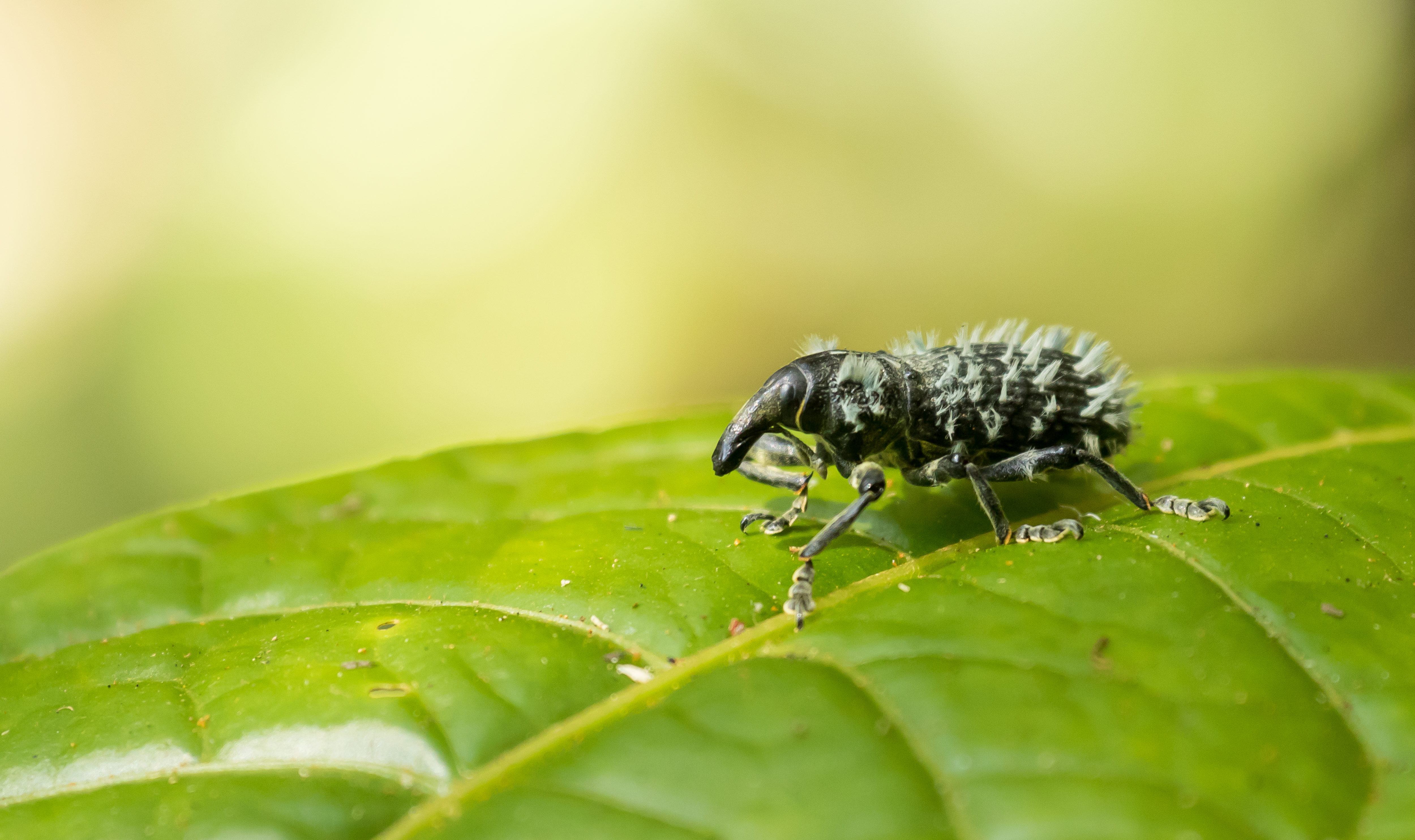 olifantkever-madagascar