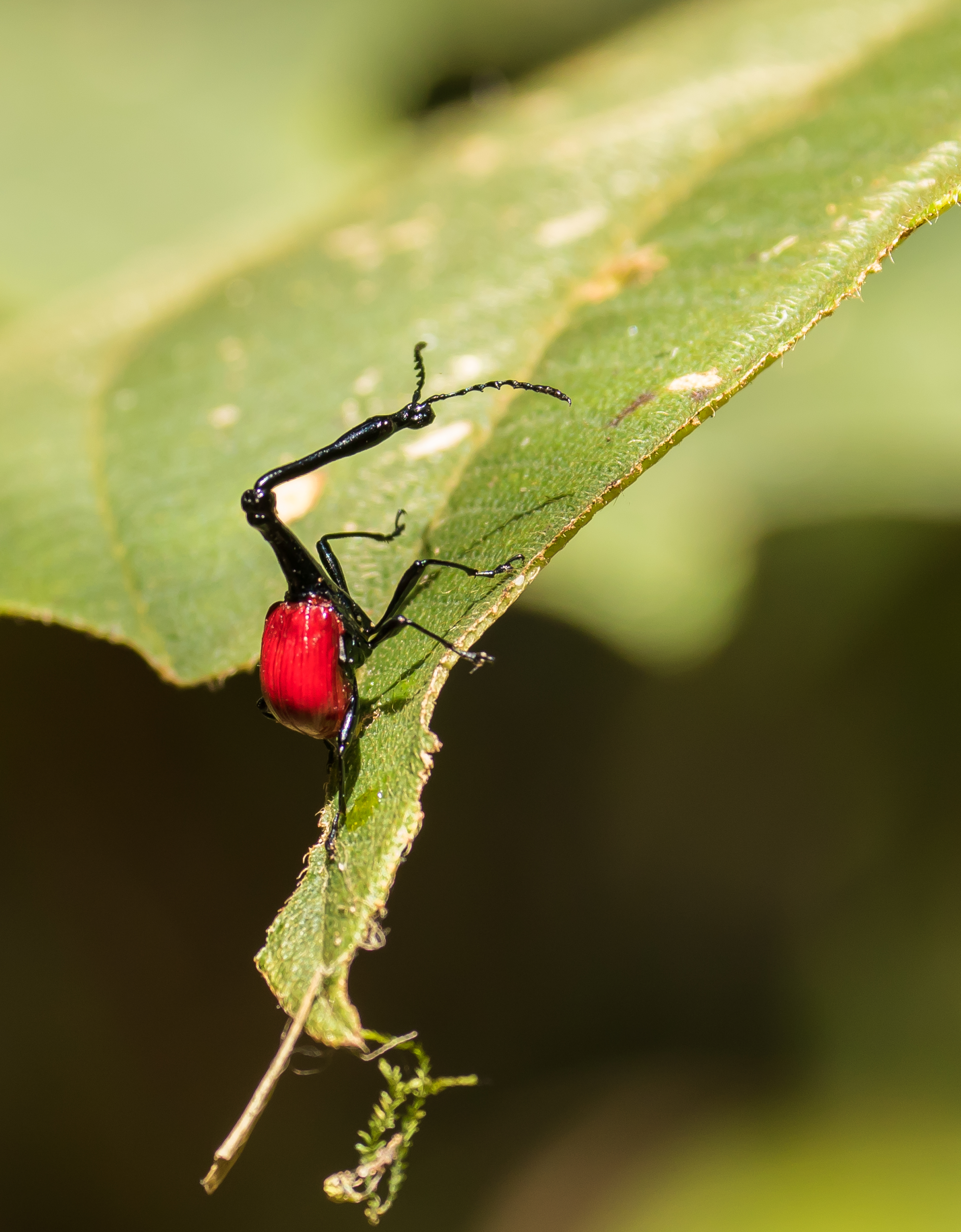girafkever-madagascar