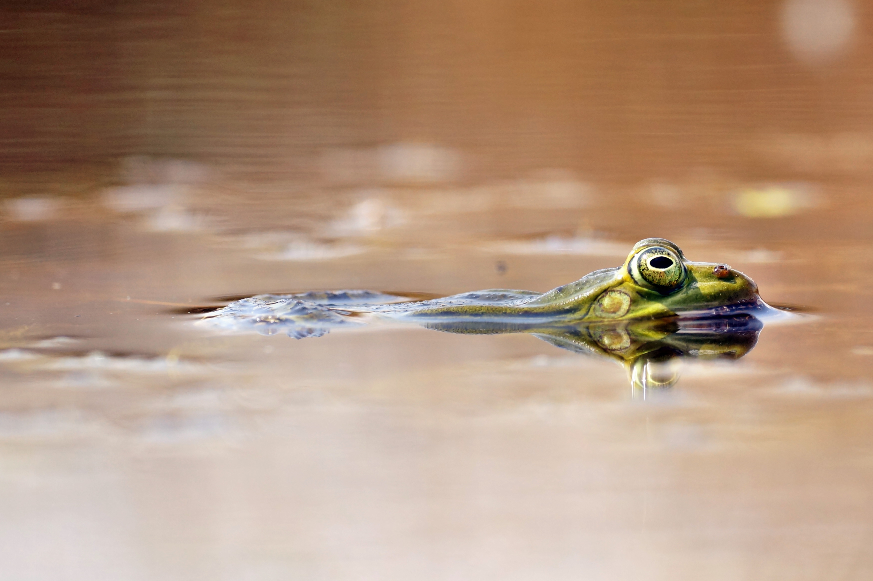floating-groene-kikker