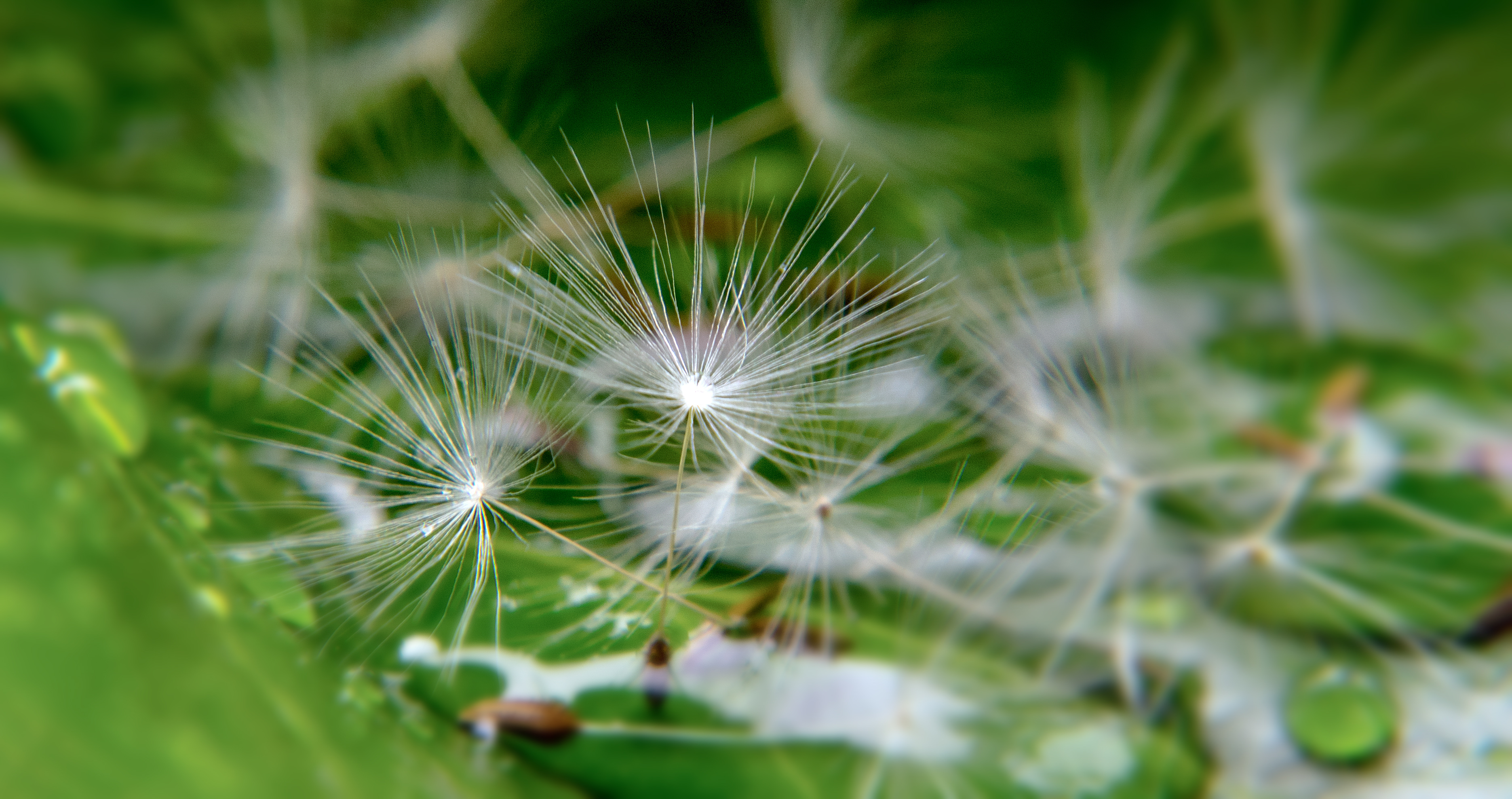 fragiele-zaadpluis-van-de-paardenbloem