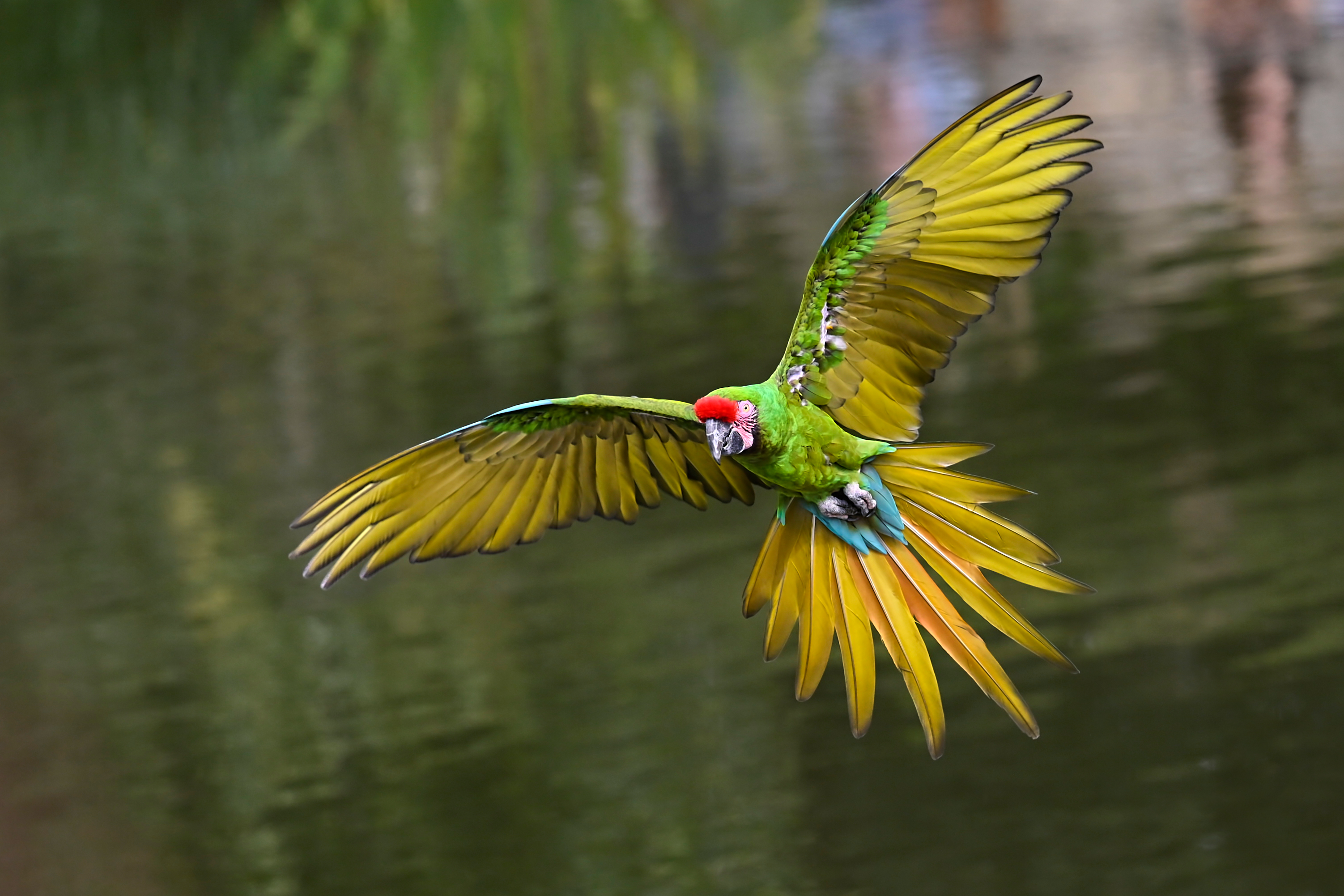 papagaai-kleurenpracht