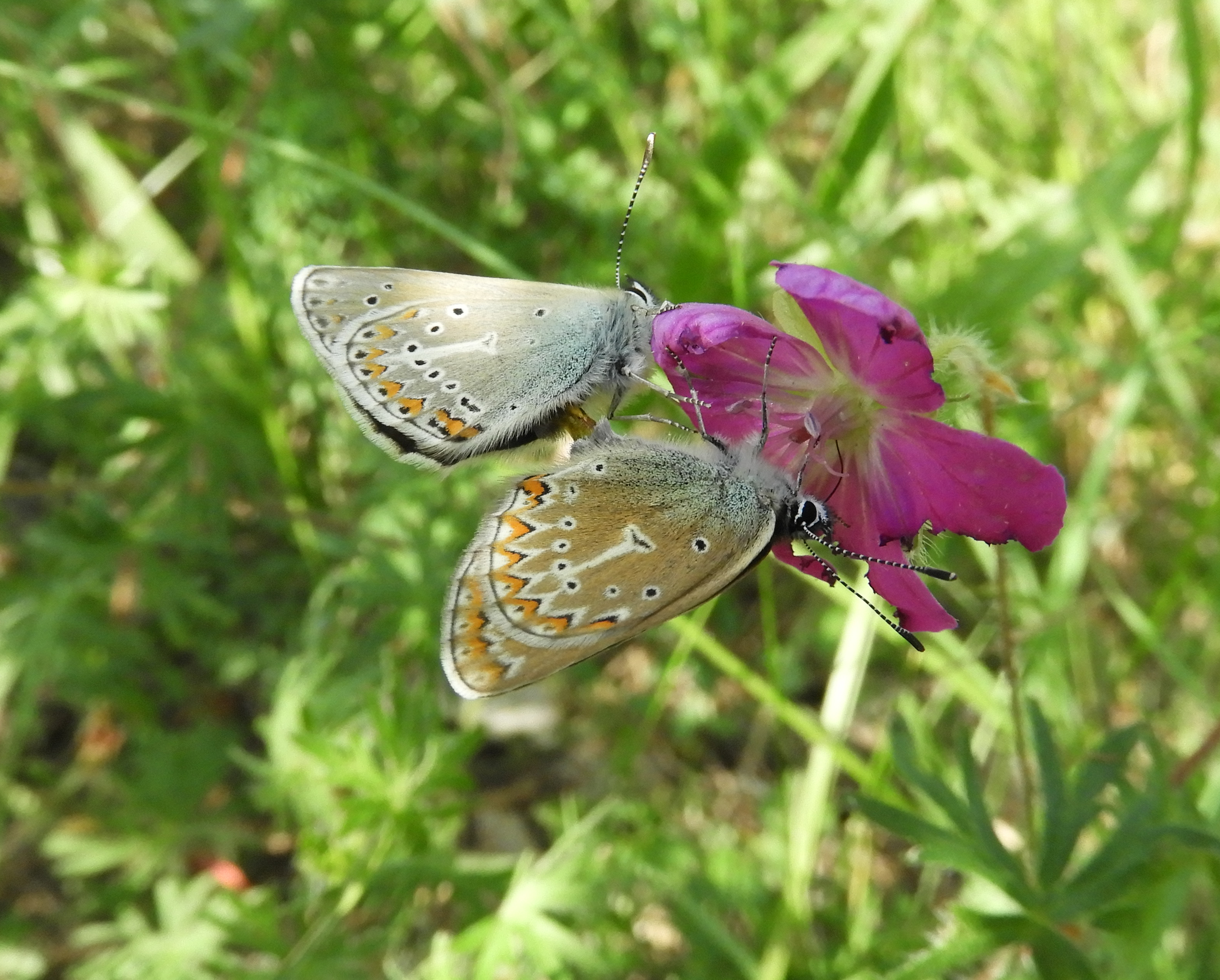 ooievaarsbekblauwtjes