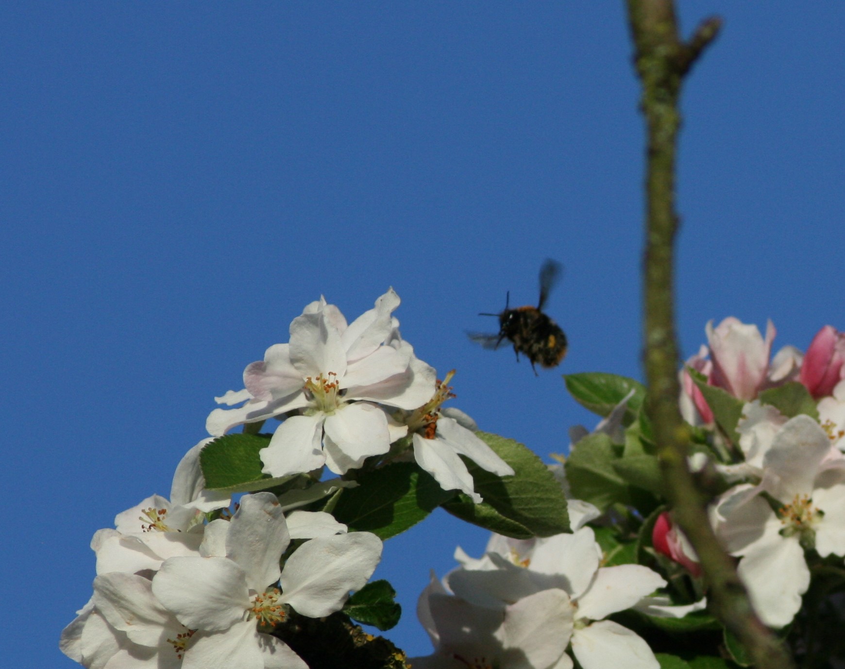 bestuiving-bloesem-van-de-appelboom-drieluik