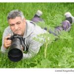 zuidelijke-pijpbloemvlinder