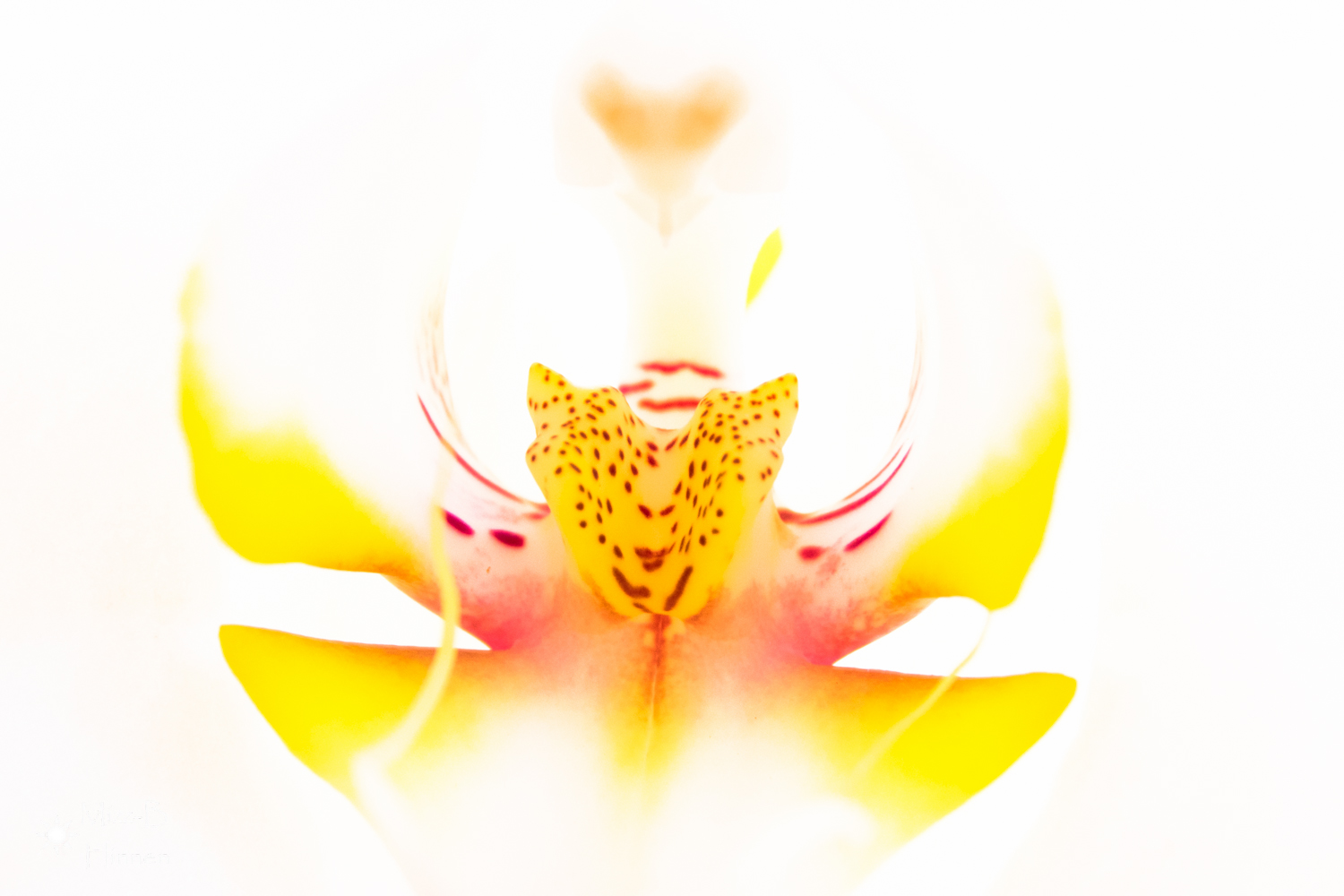 orchid-1