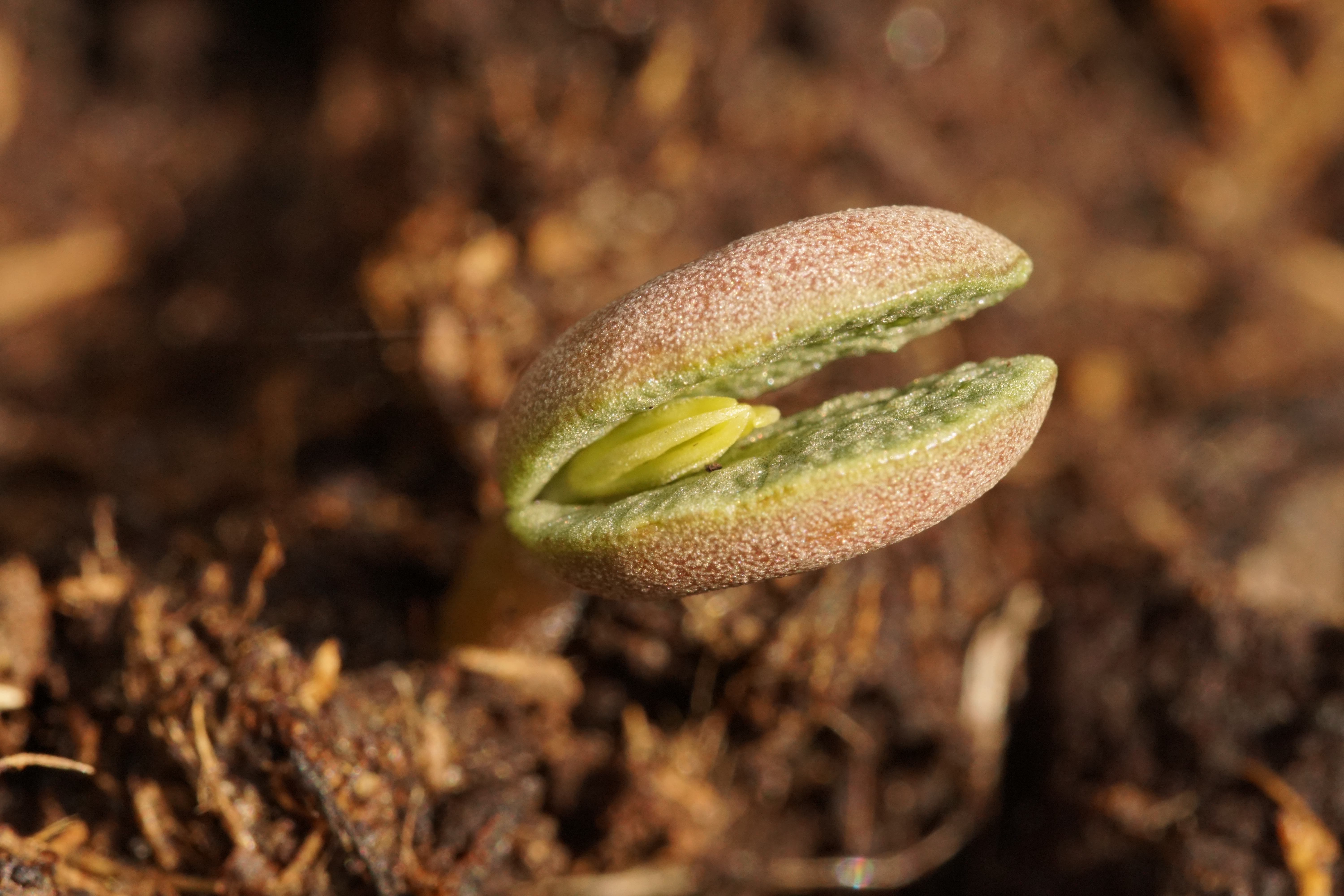 italiaanse-bol-een-bloemzaadje