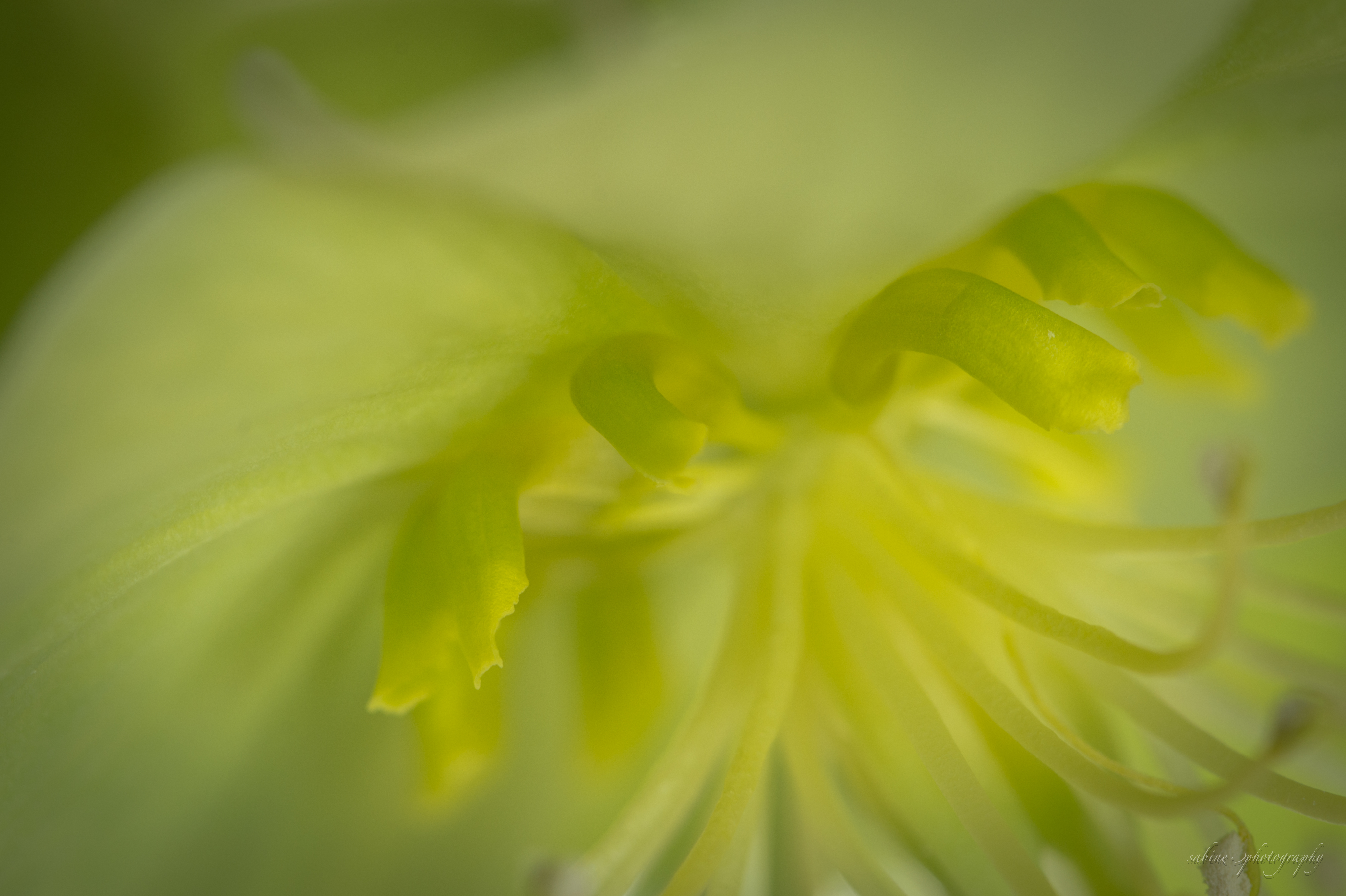 helleborus-detail-0