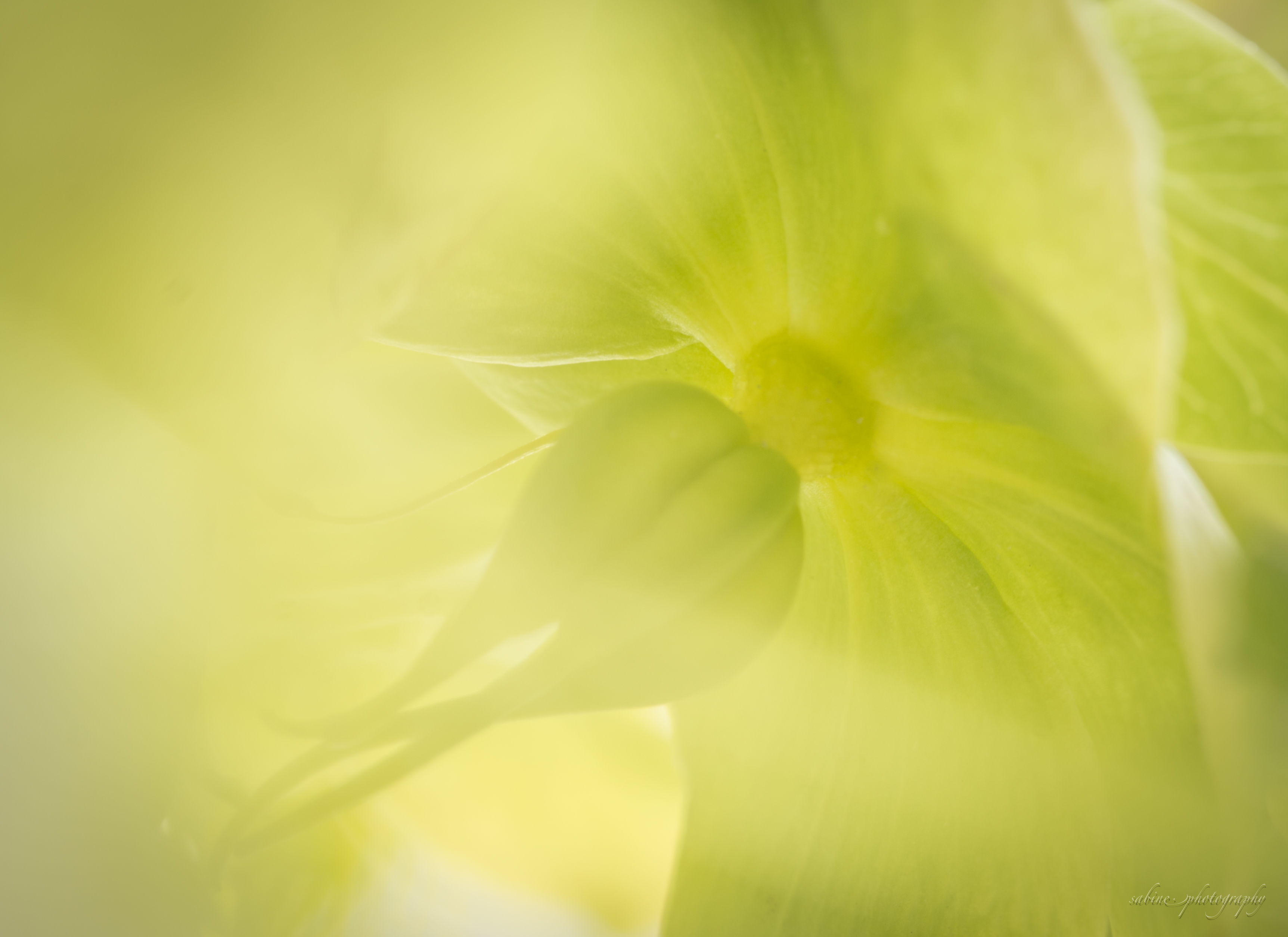 helleborus-1