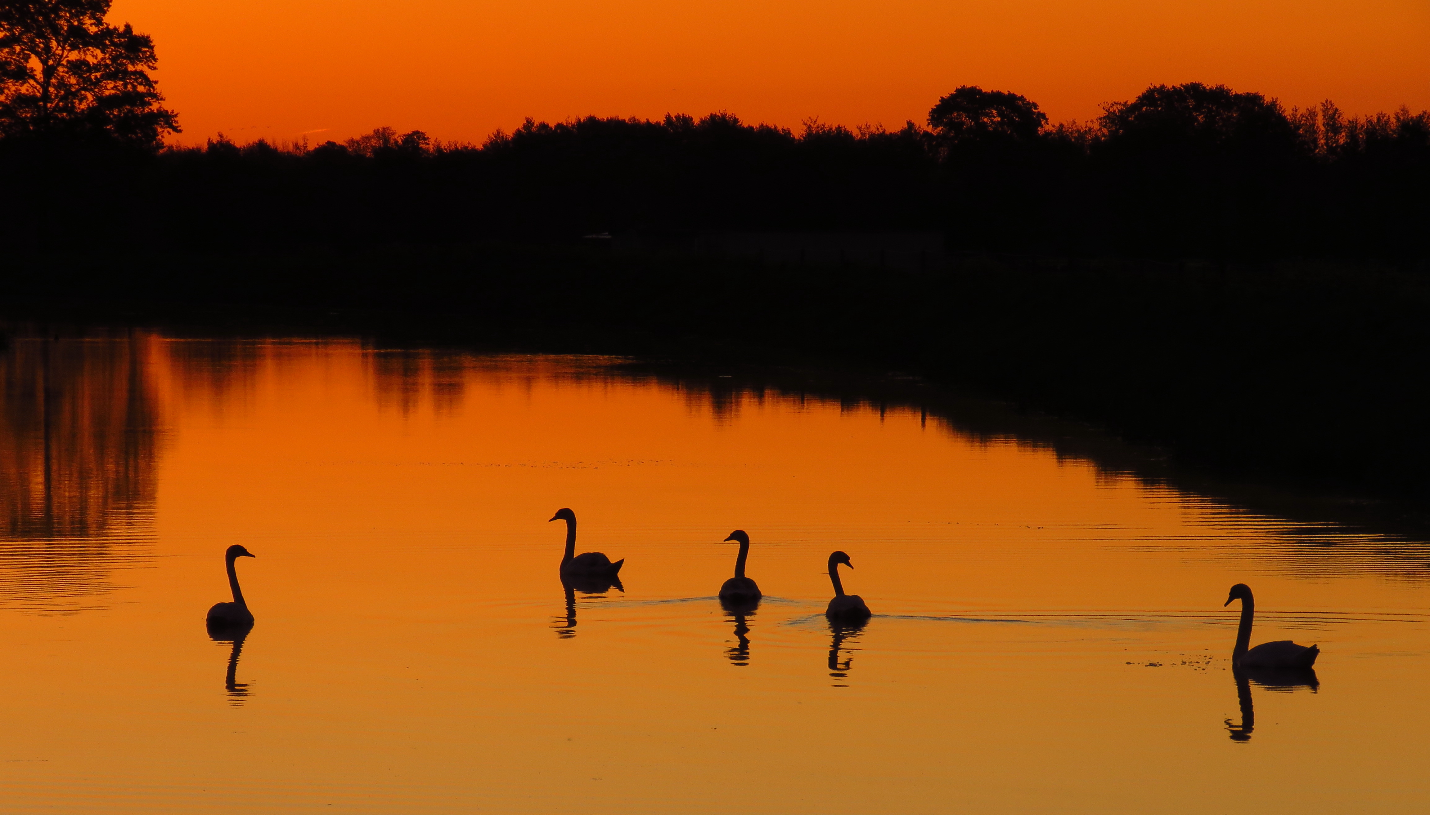 zwanen-op-de-oude-vaart-havelte
