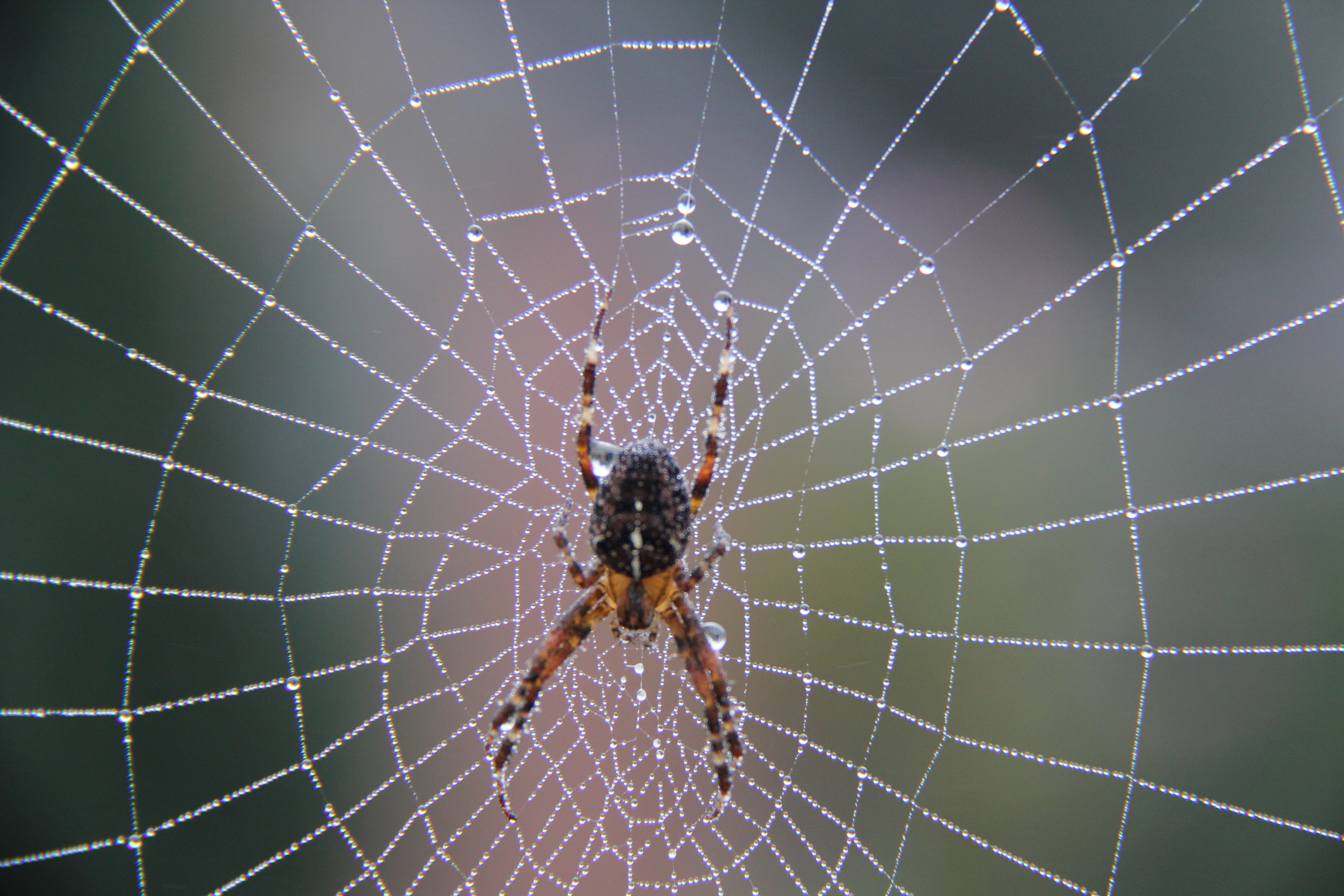 spin-in-de-morgendauw