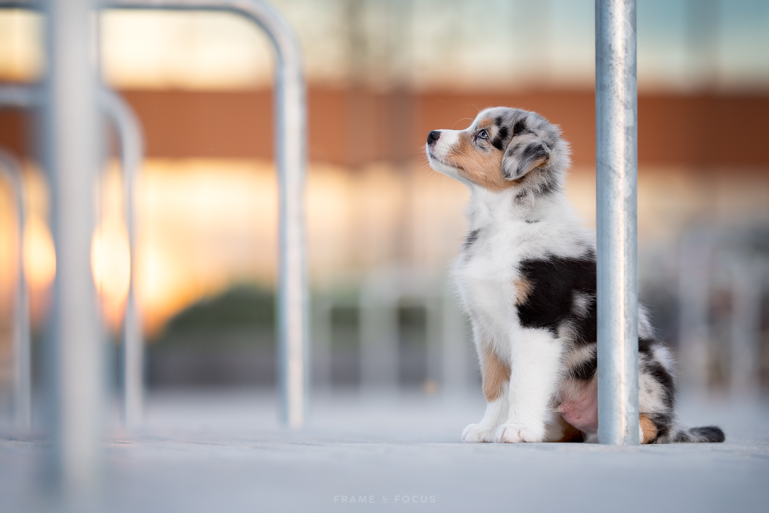 zonsondergang-met-aussie-koda