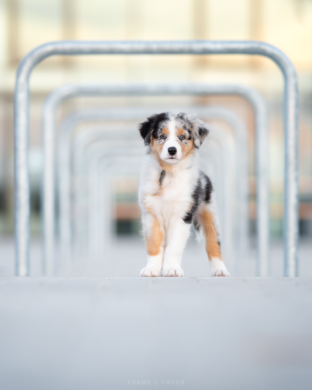 aussie-koda