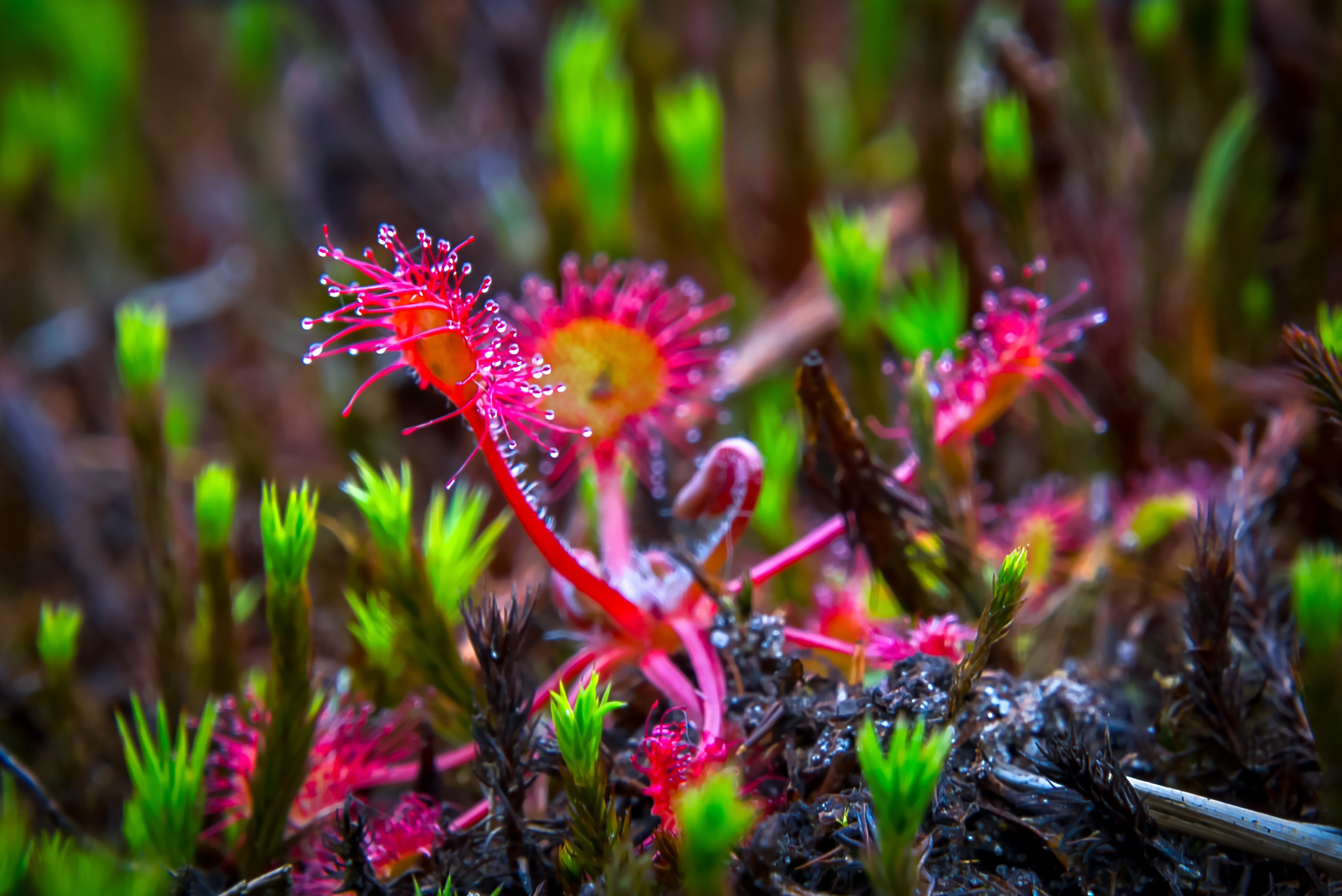 vleesetende-plant-in-nederland-de-zonnedauw