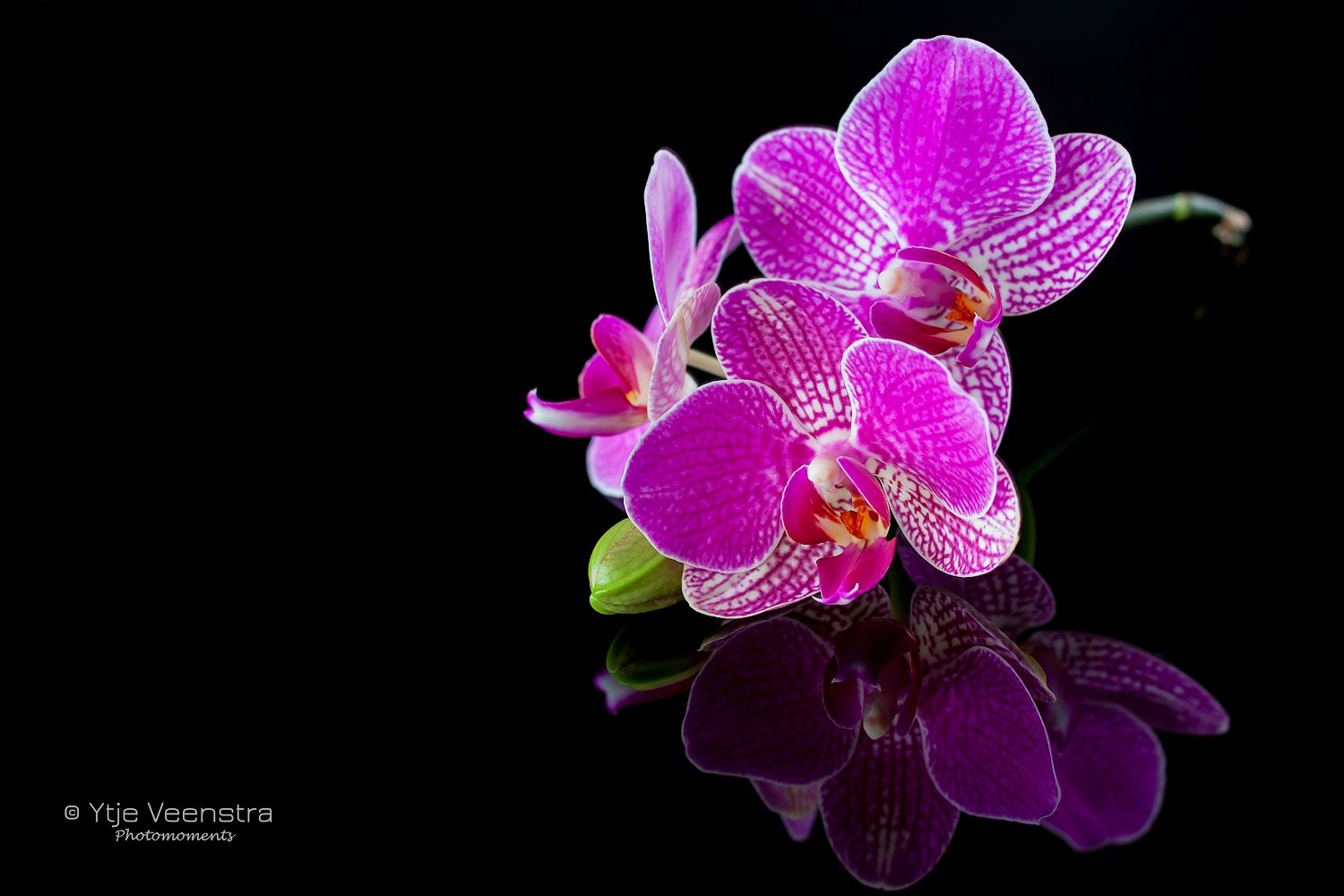 orchidee-5