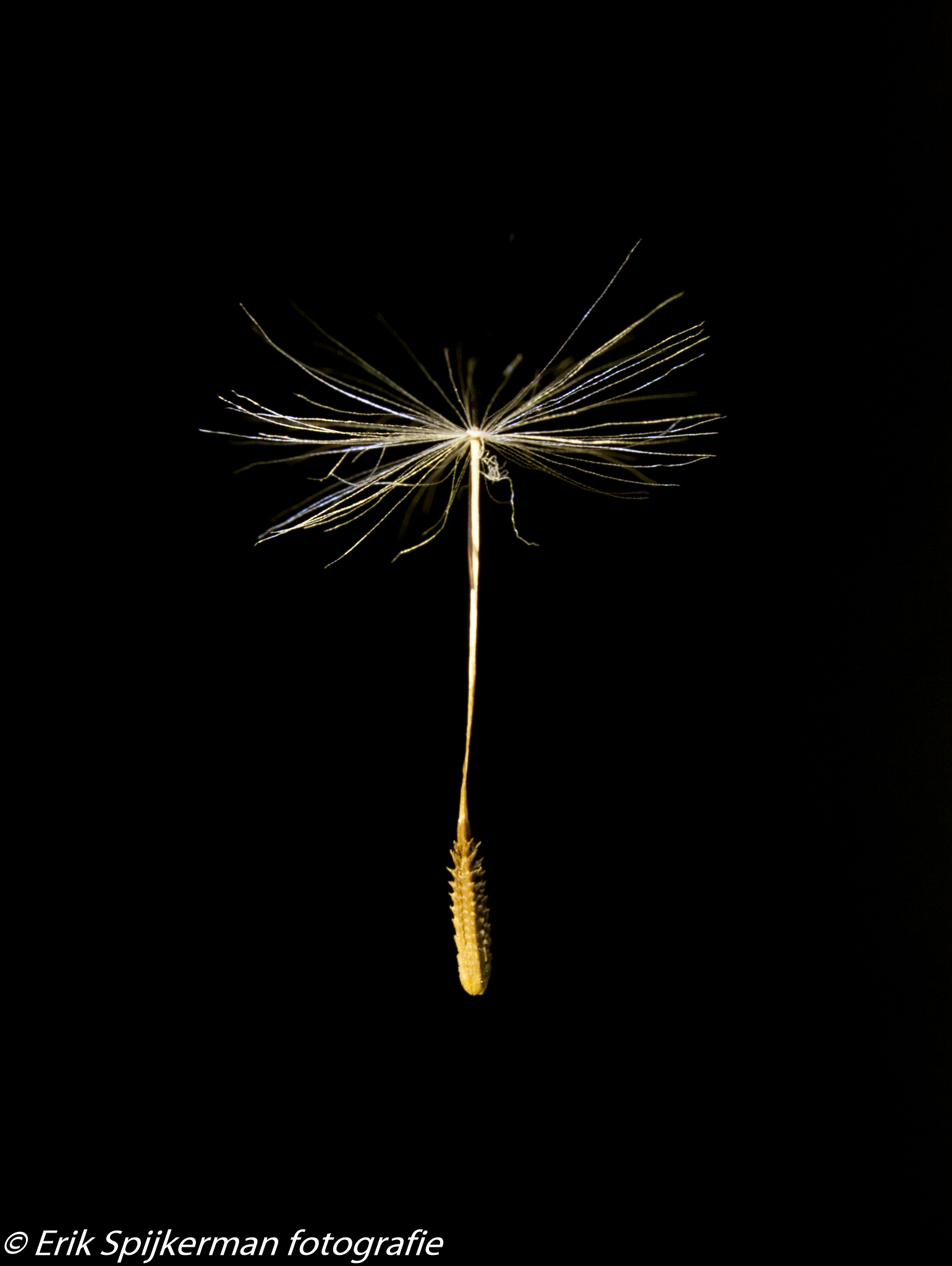 pluis-van-een-paardenbloem