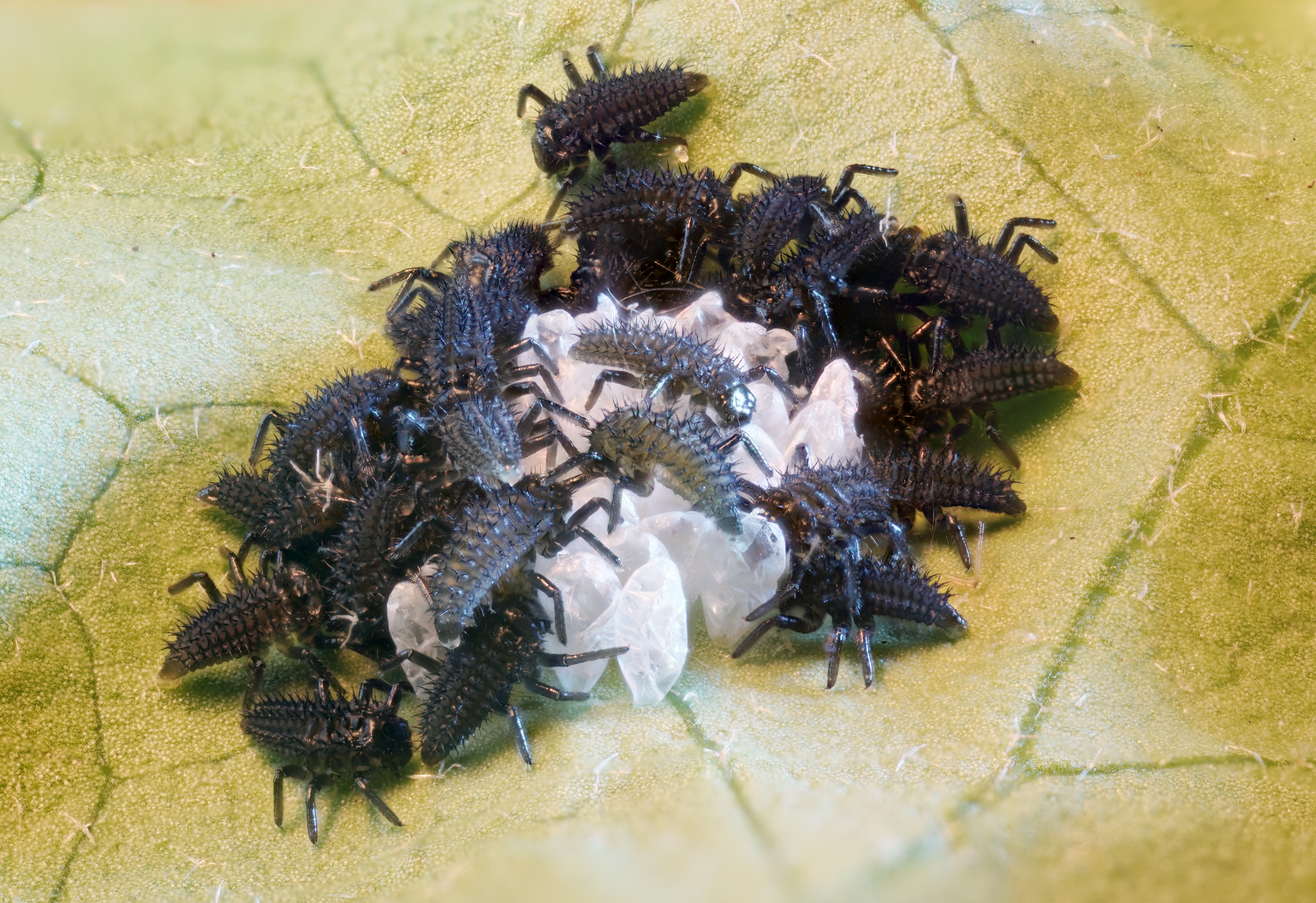 larven-van-een-lieveheersbeestje