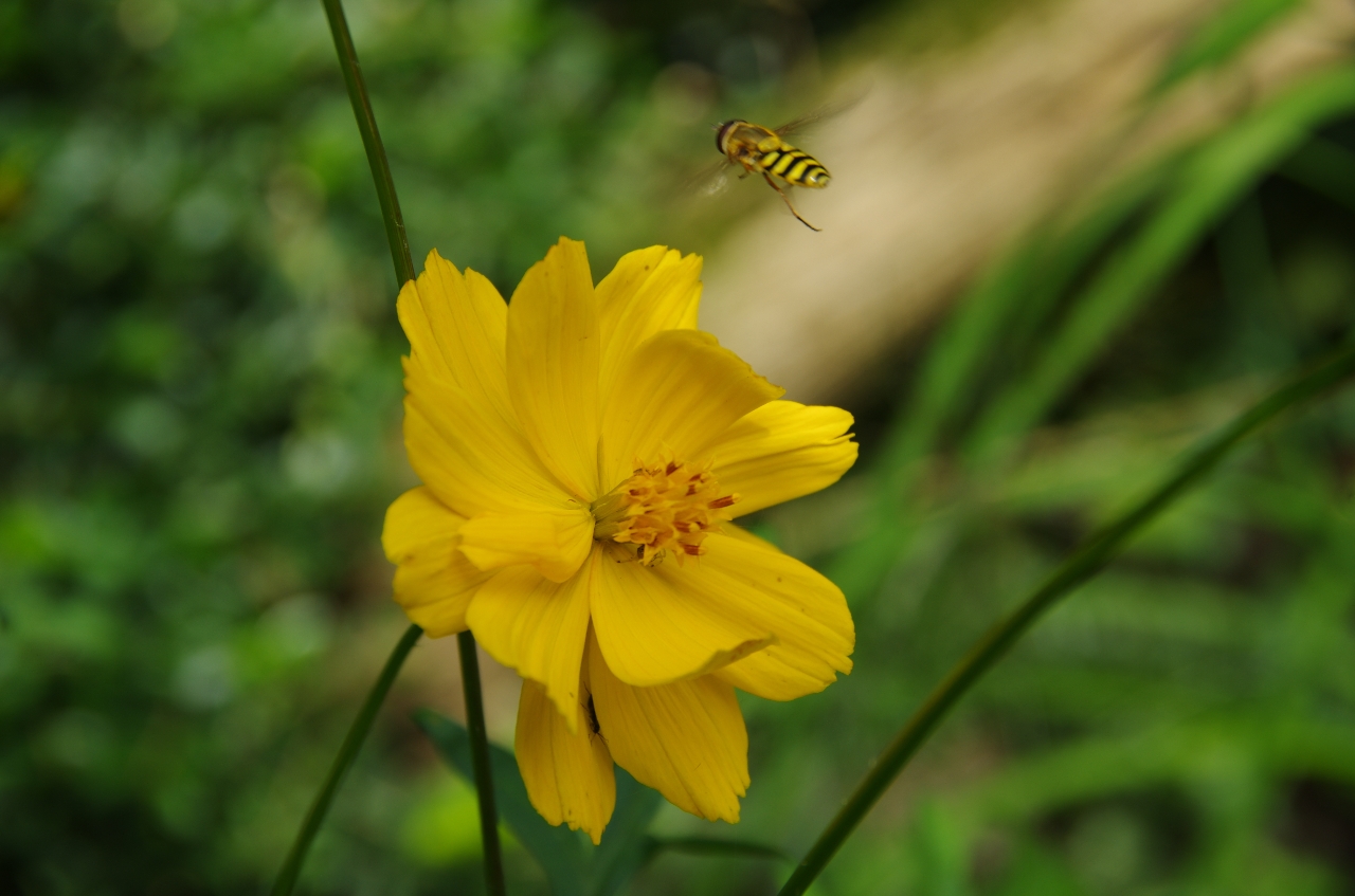 zweefvlieg-8