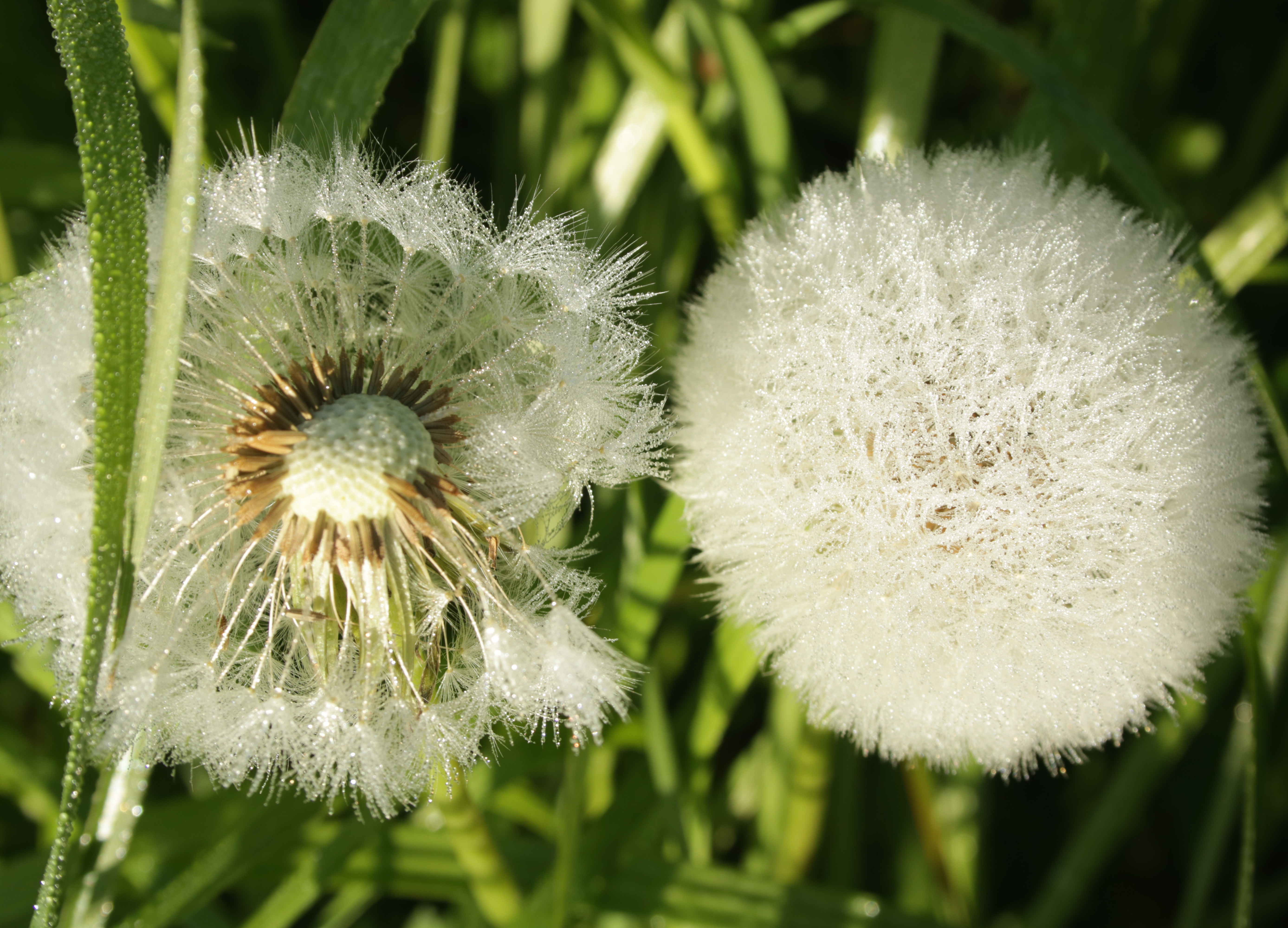 paardenbloemen-in-de-ochtend