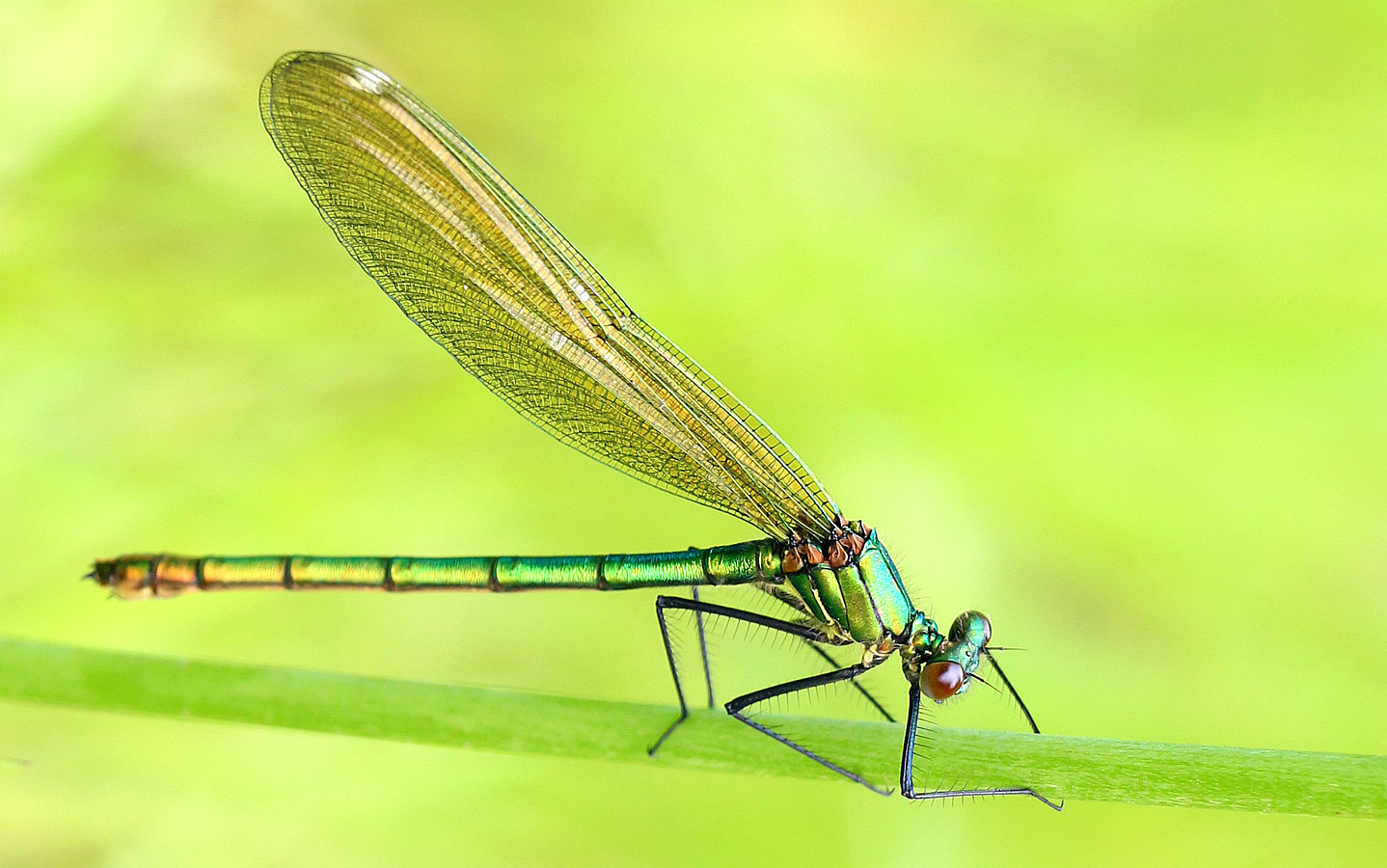 weidebeekjuffer-vrouw