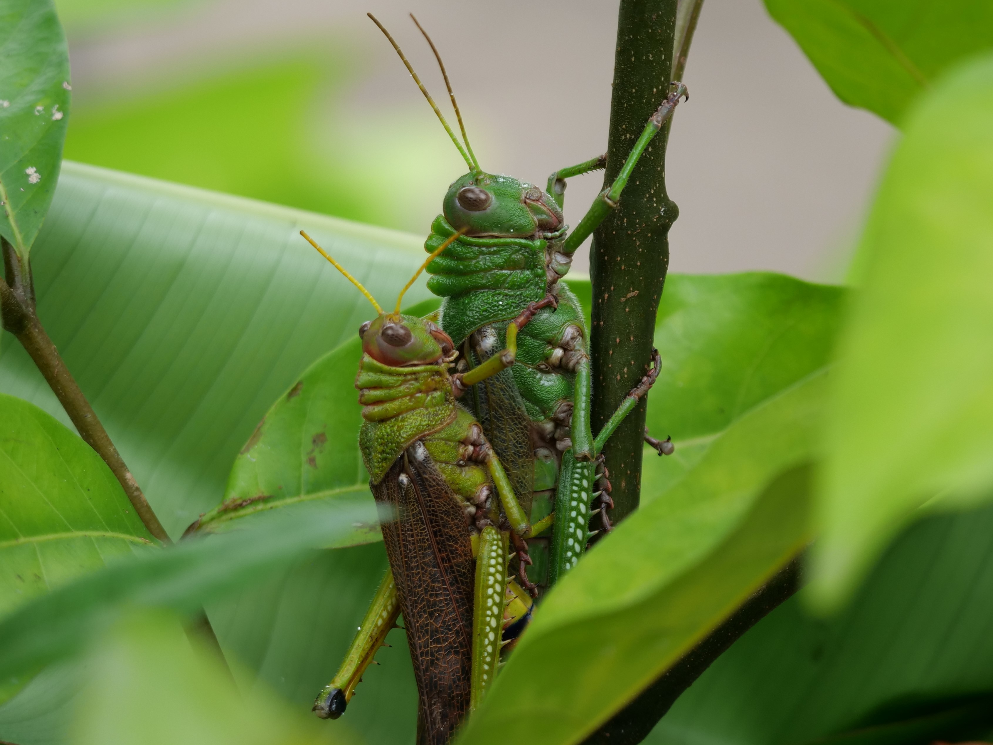 love-in-the-jungle-of-suriname