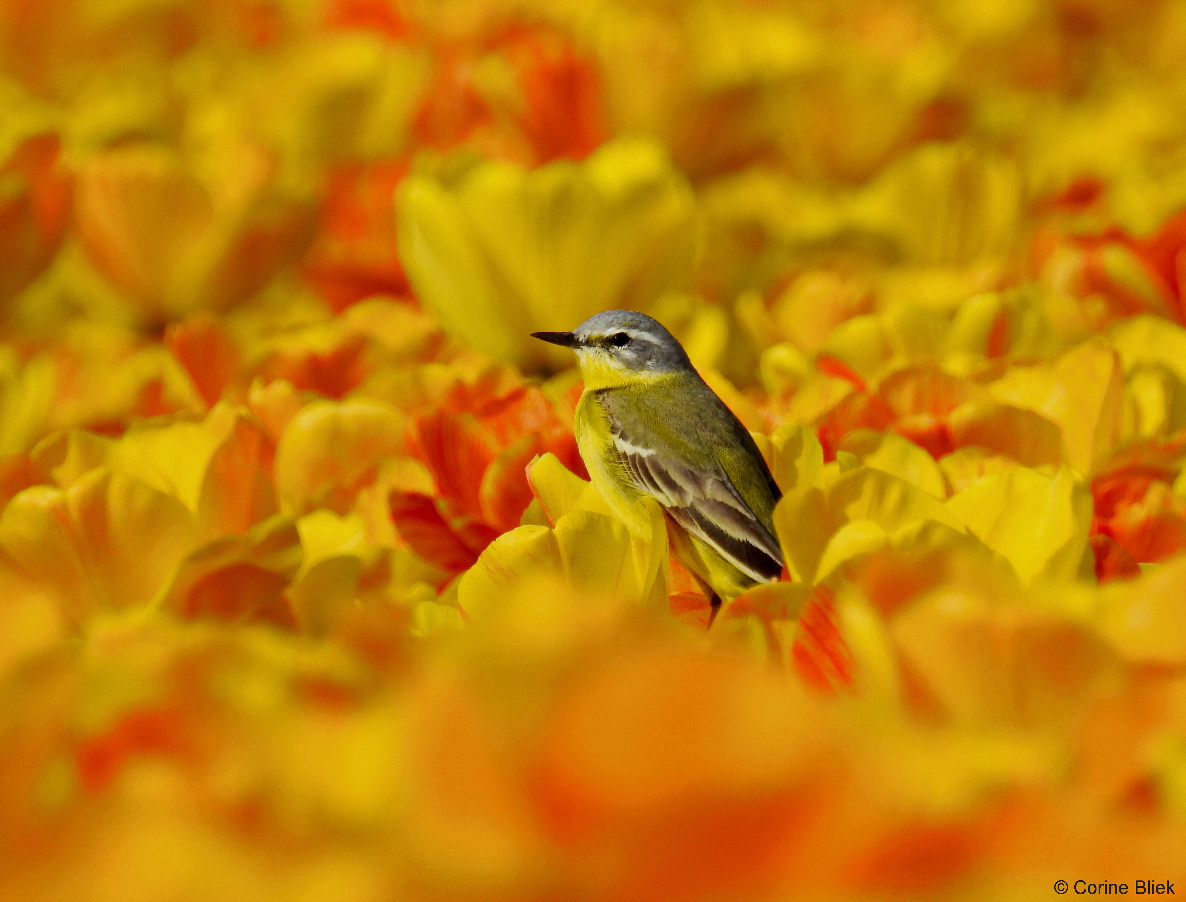 gele-kwikstaart-in-de-bollen