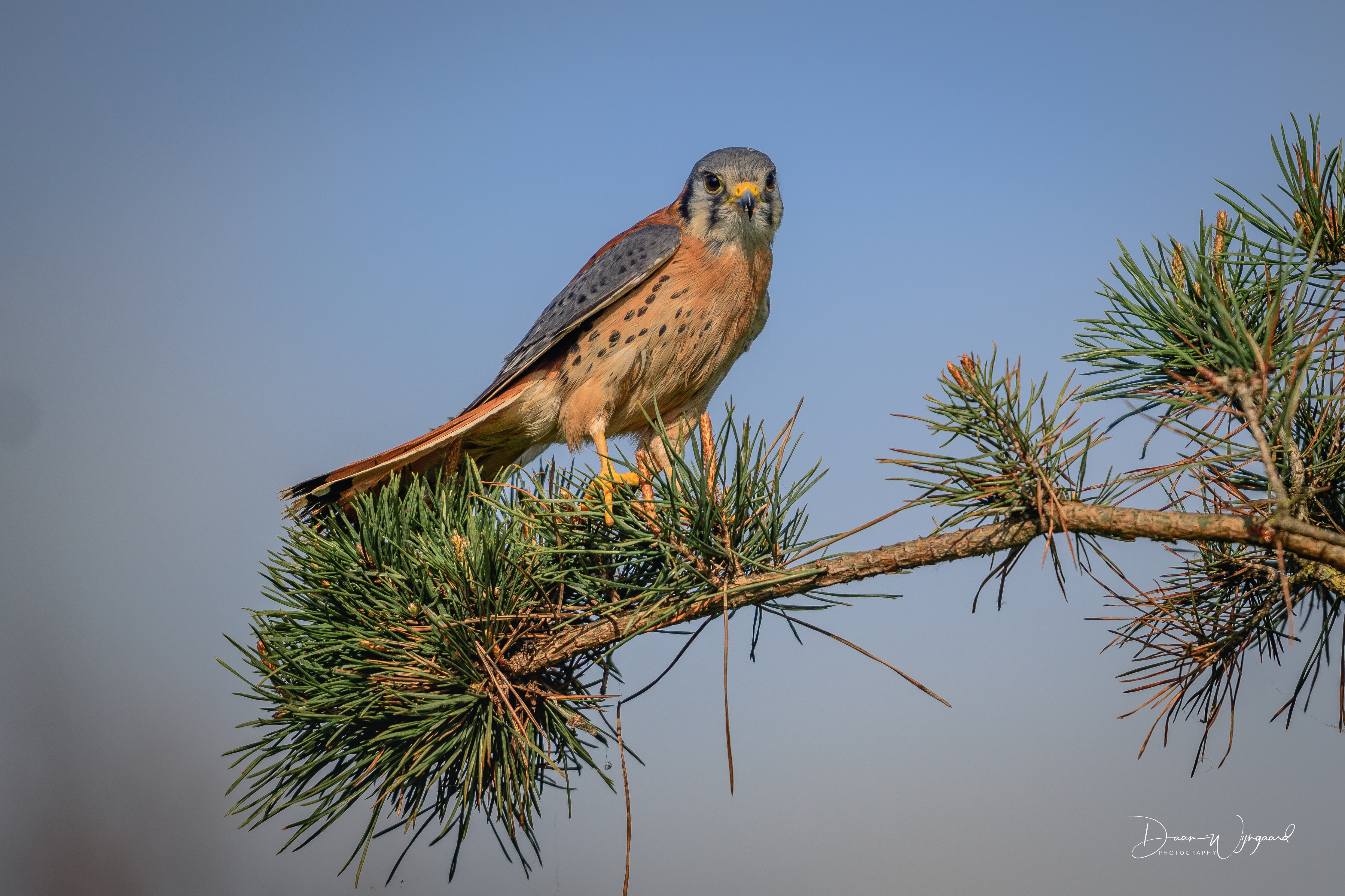 american-kestrel-torenvalk