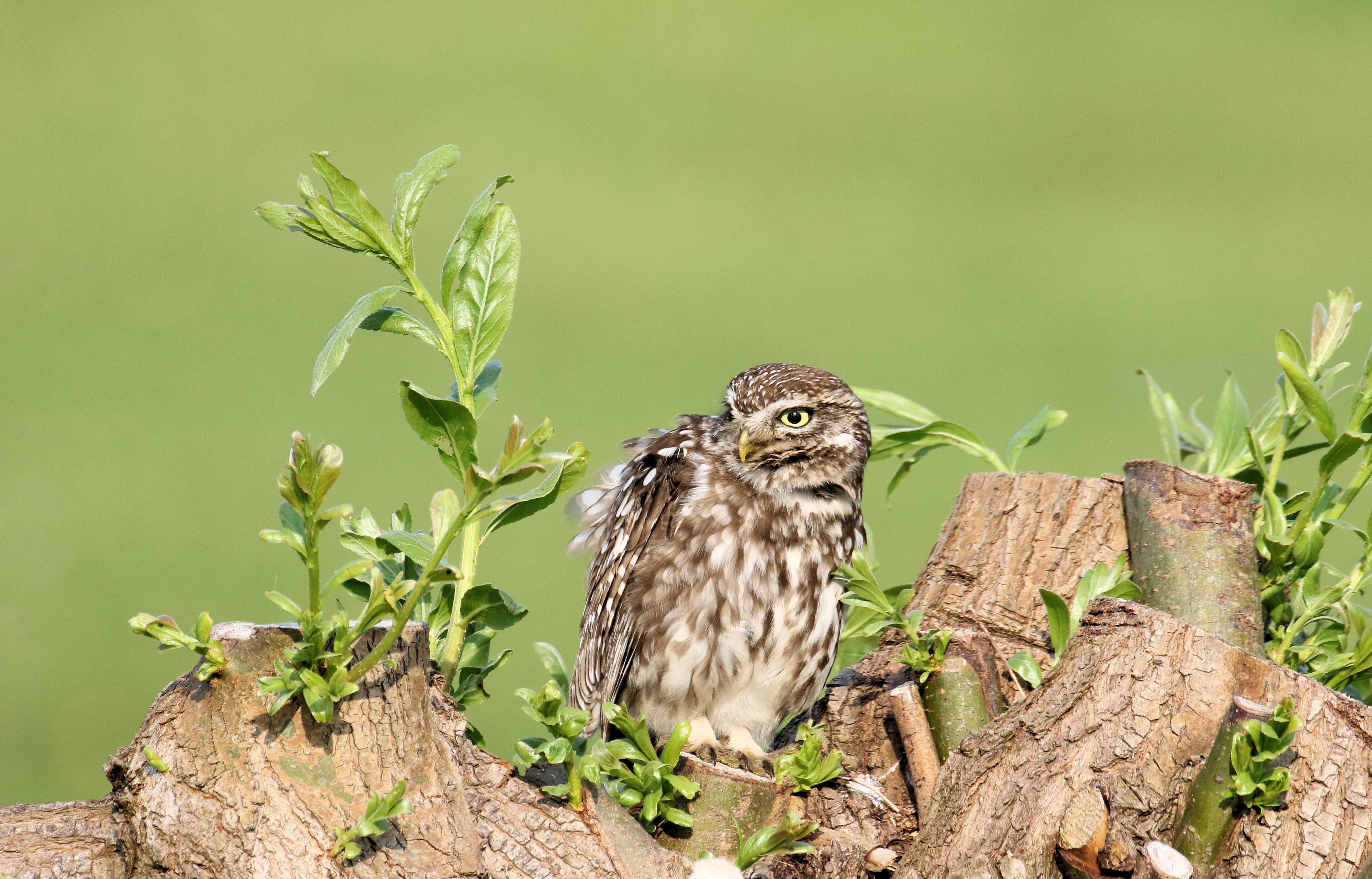 steenuil-in-de-avondzon