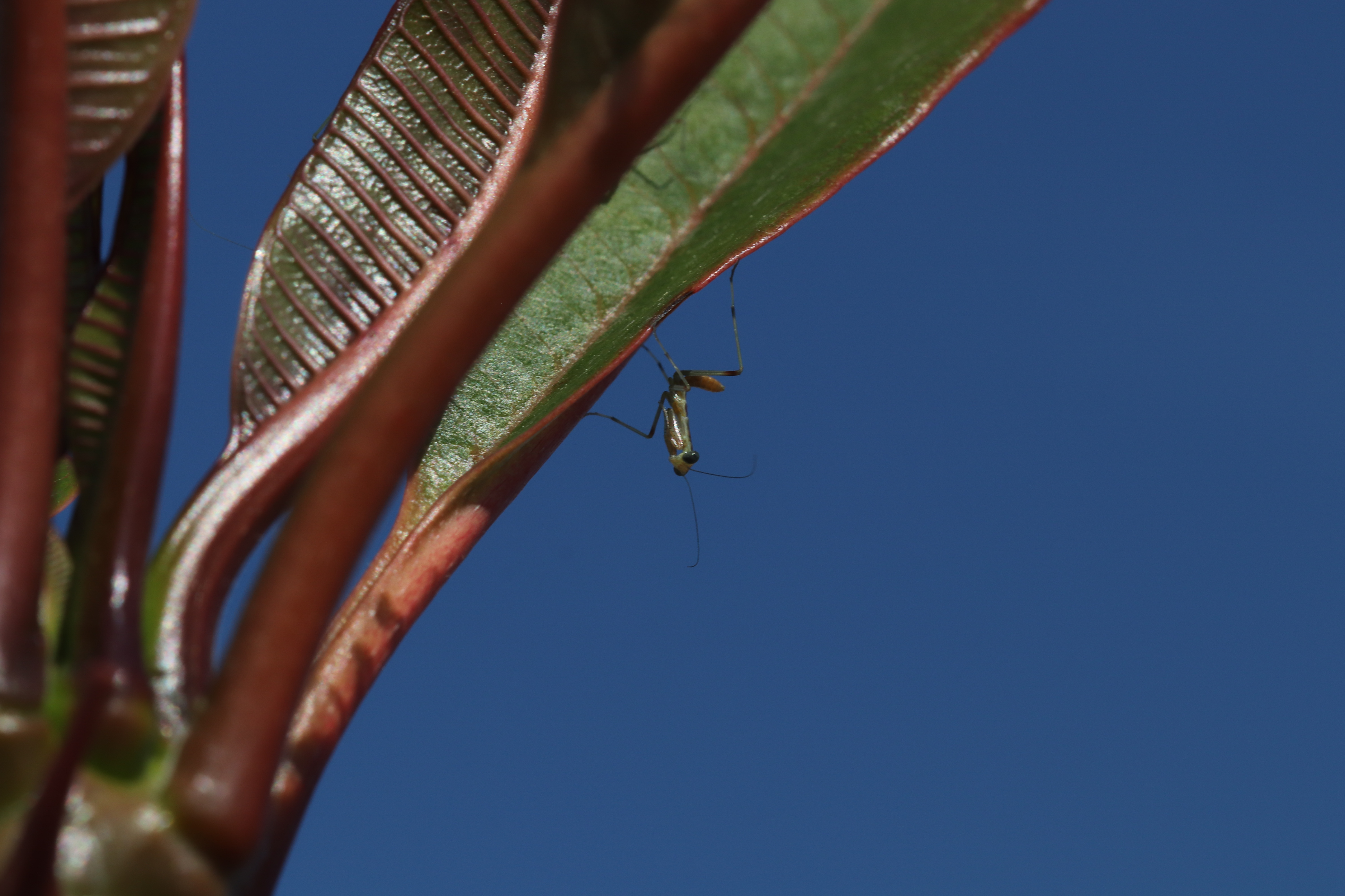 bidsprinkhaan-1-dag-oud
