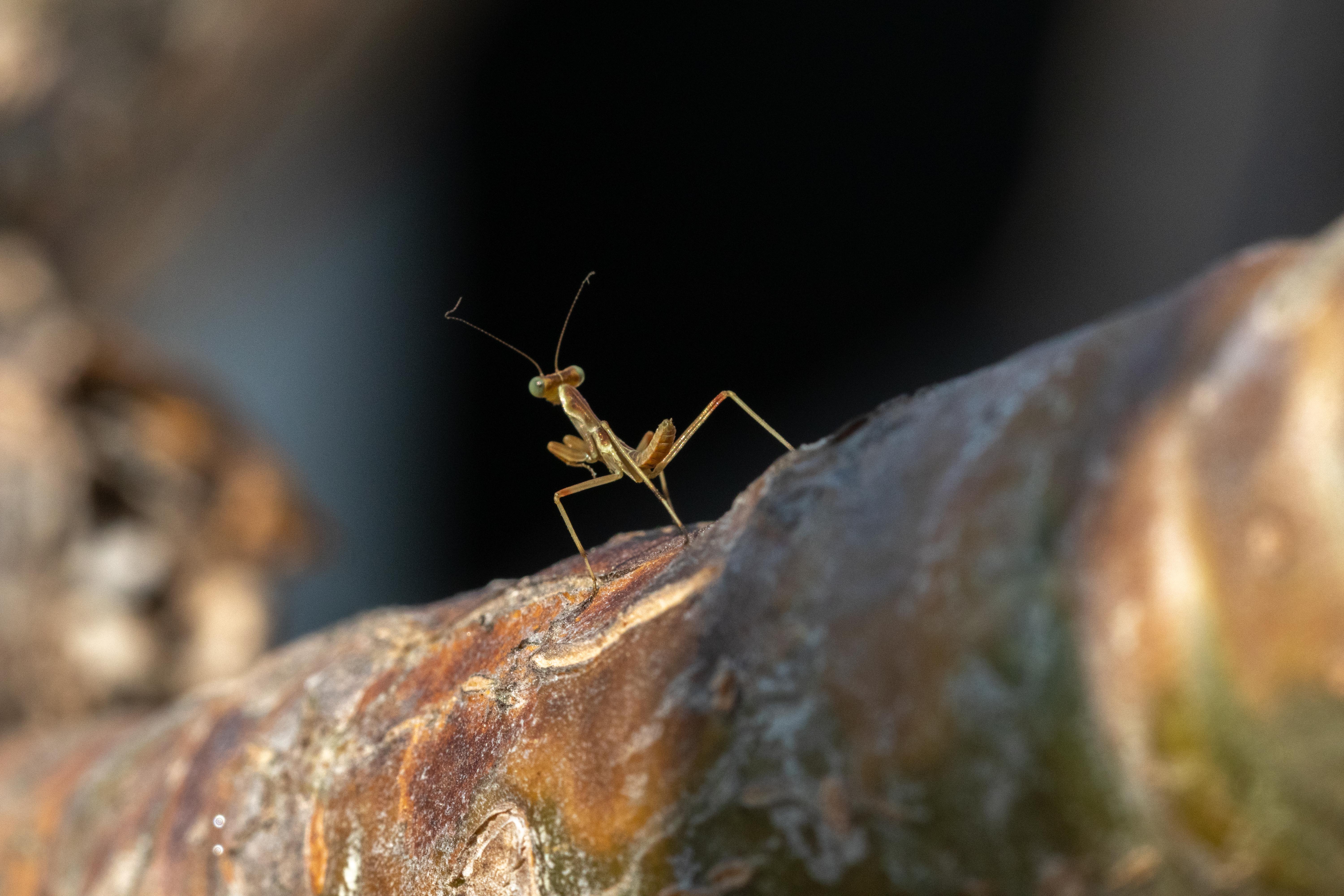 bidsprinkhaan-9-dagen-oud